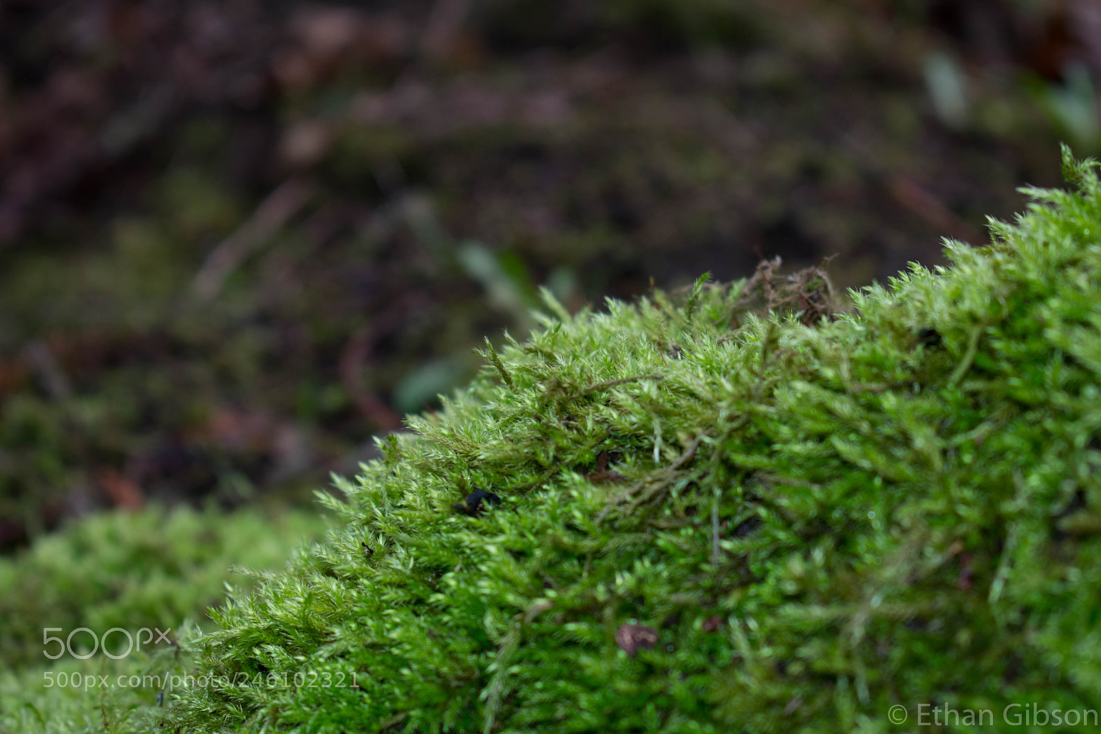 Nikon D3400 sample photo. Moss is fun photography