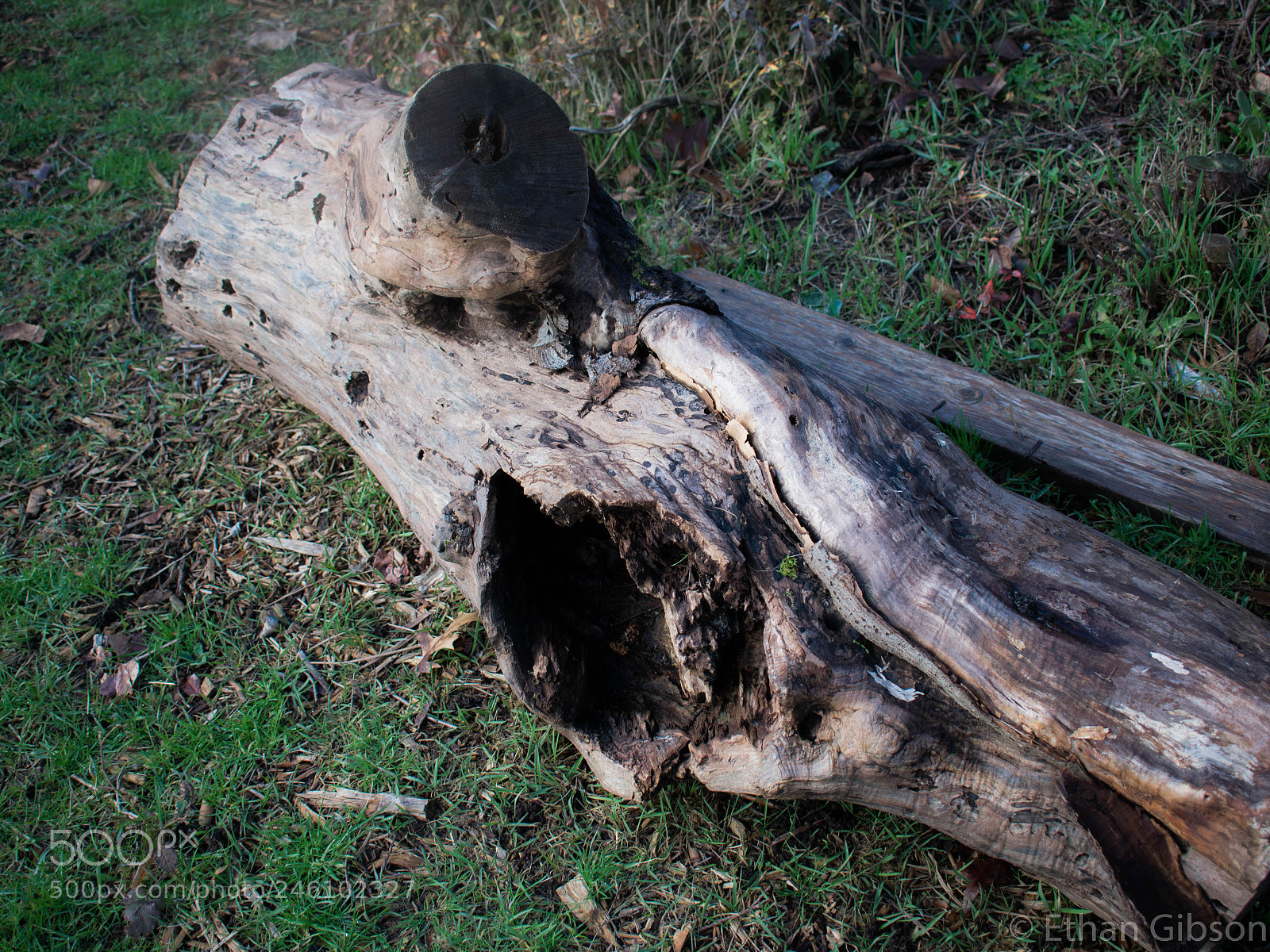 Nikon D3400 sample photo. There's a bee's nest photography