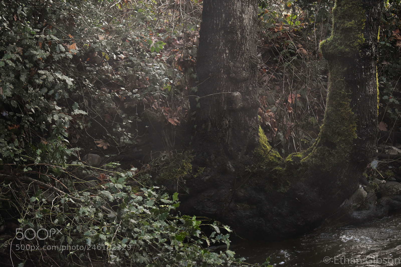 Nikon D3400 sample photo. Foggy river photography
