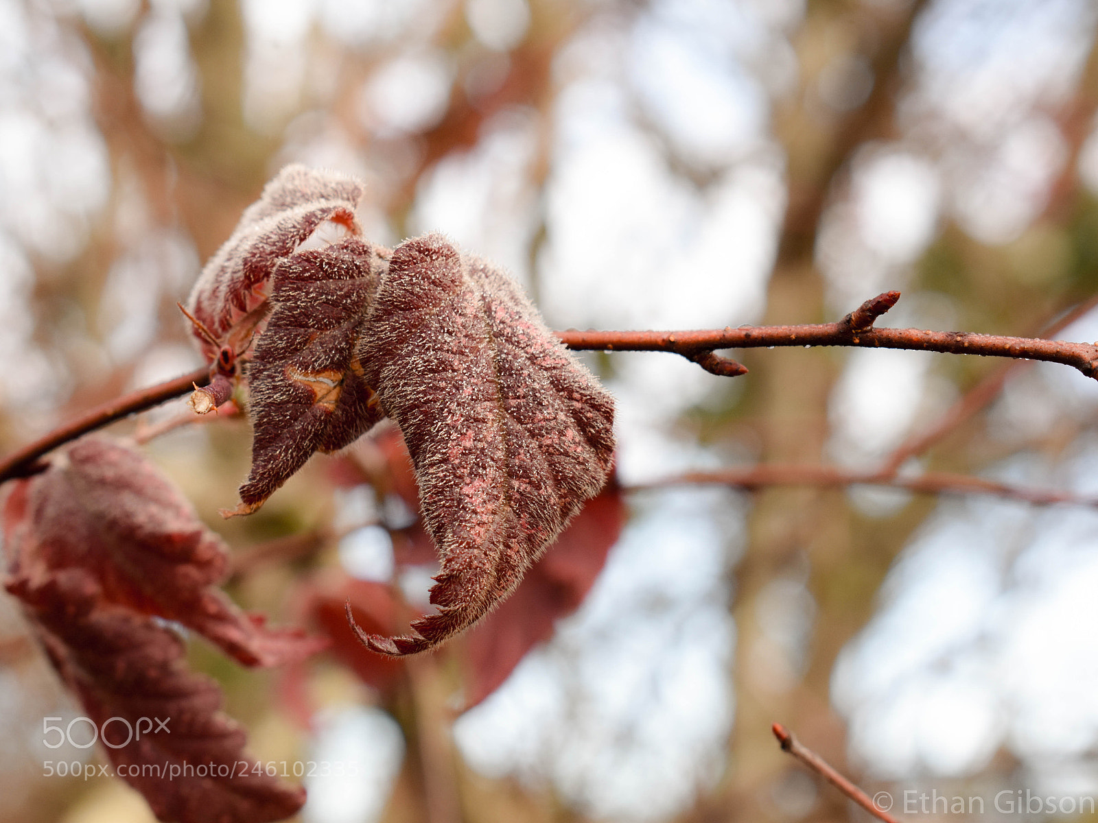 Nikon D3400 sample photo. Frosty leaf photography