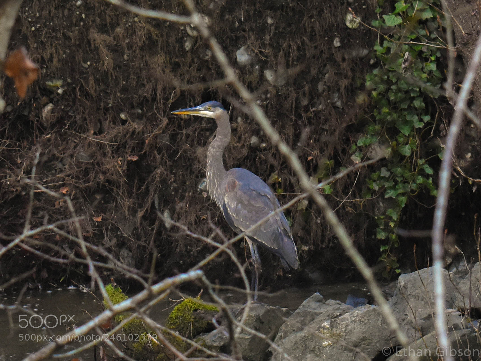 Nikon D3400 sample photo. Blue heron by a photography