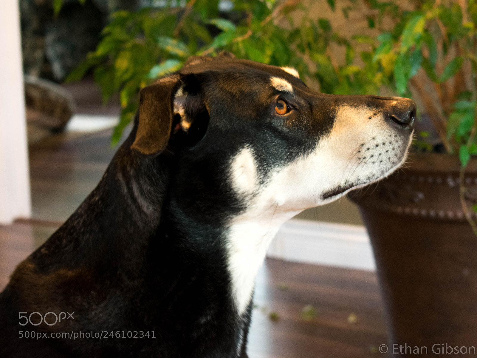 Nikon D3400 sample photo. Good boy does a photography