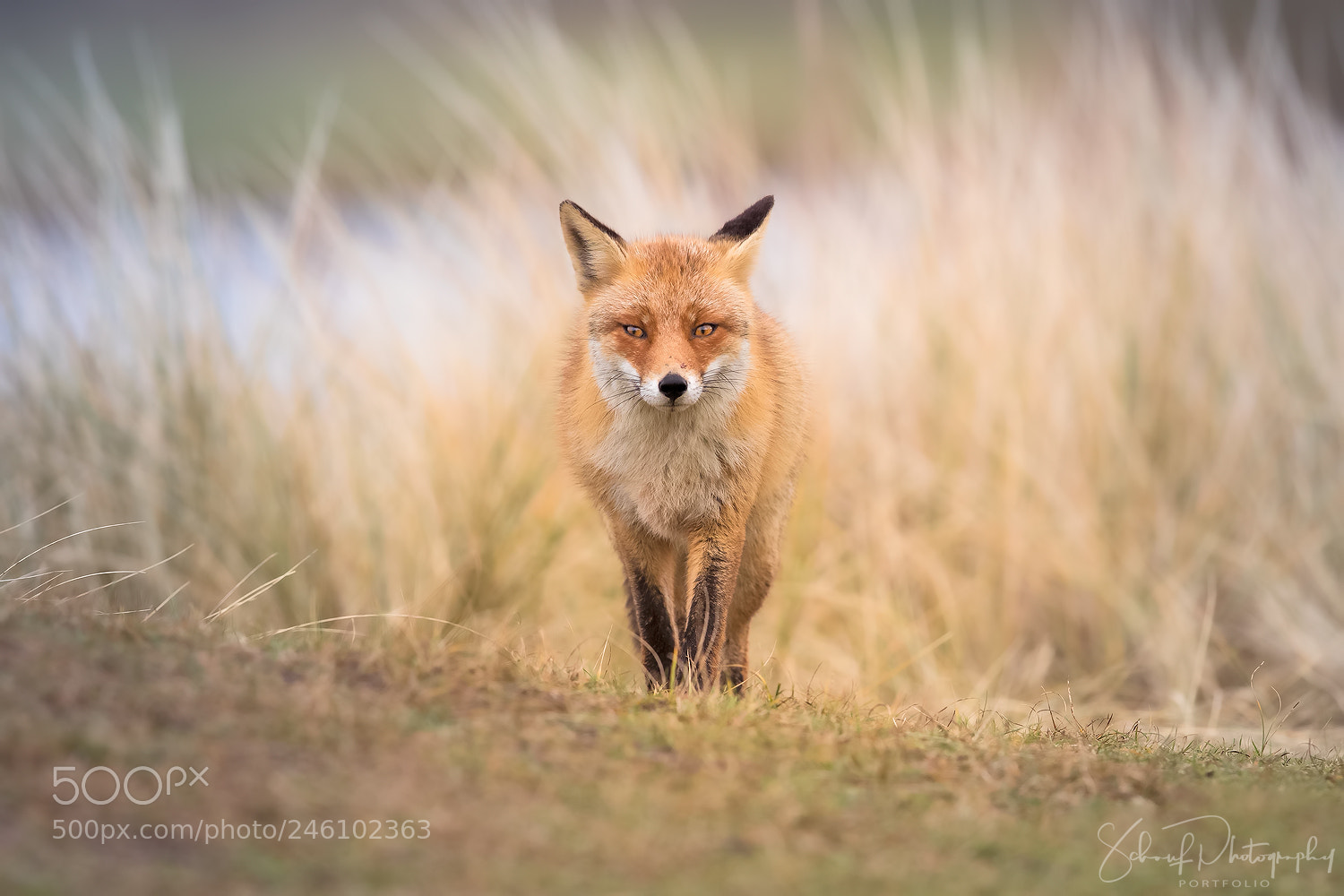 Canon EOS-1D X Mark II sample photo. Red fox photography