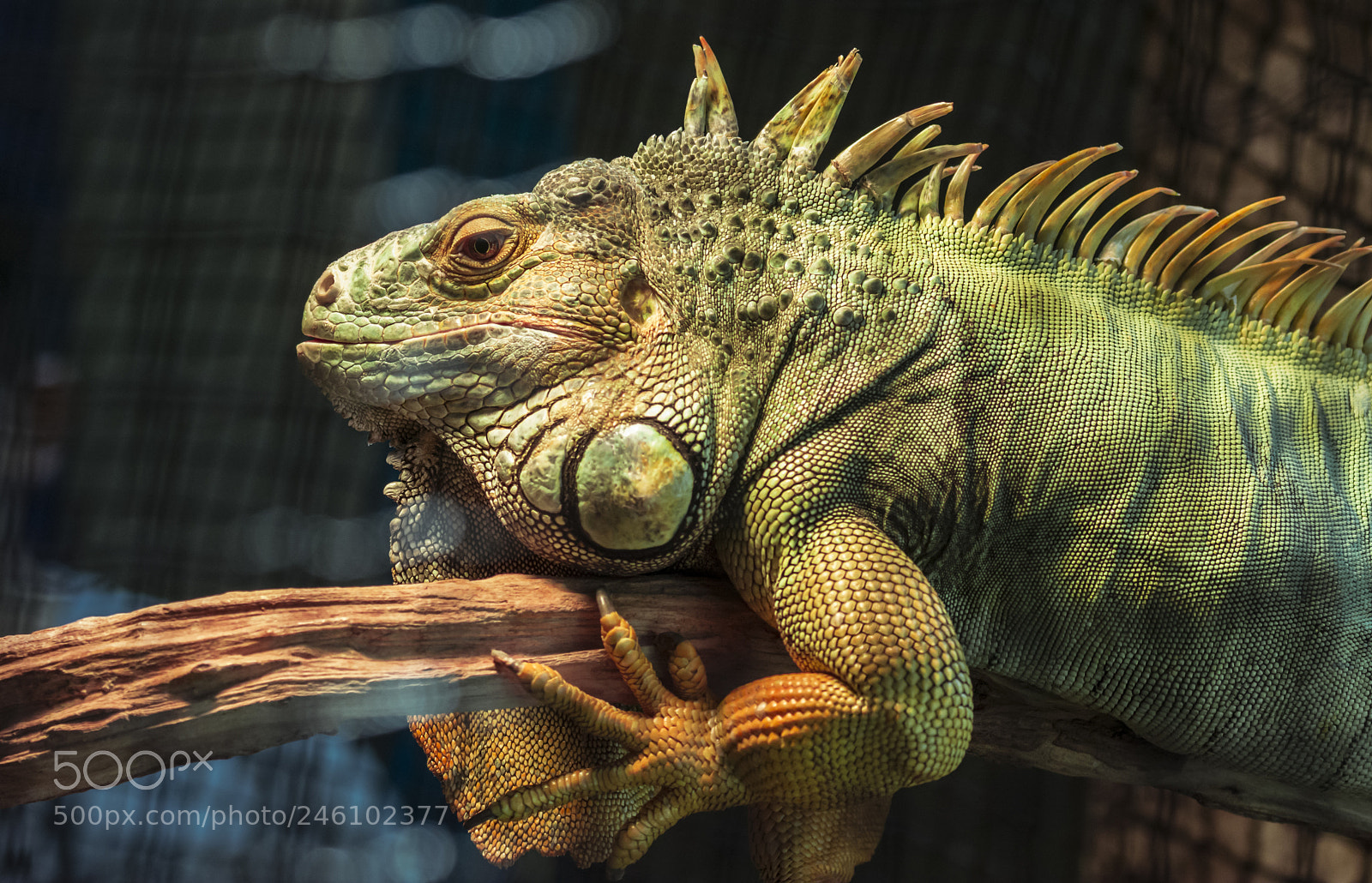 Nikon D7100 sample photo. Reptil photography
