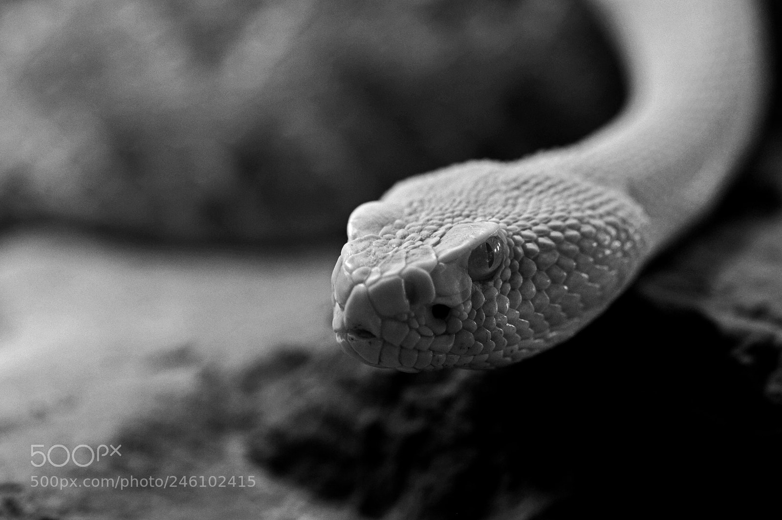 Nikon D3200 sample photo. Rattlesnake photography
