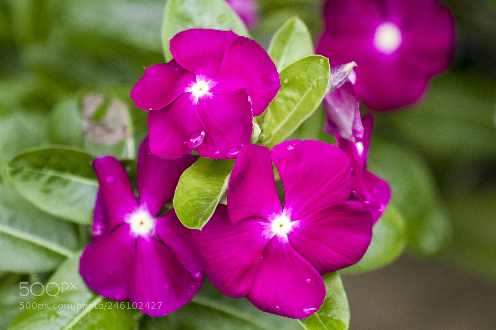 Canon EOS 7D sample photo. Ira photography