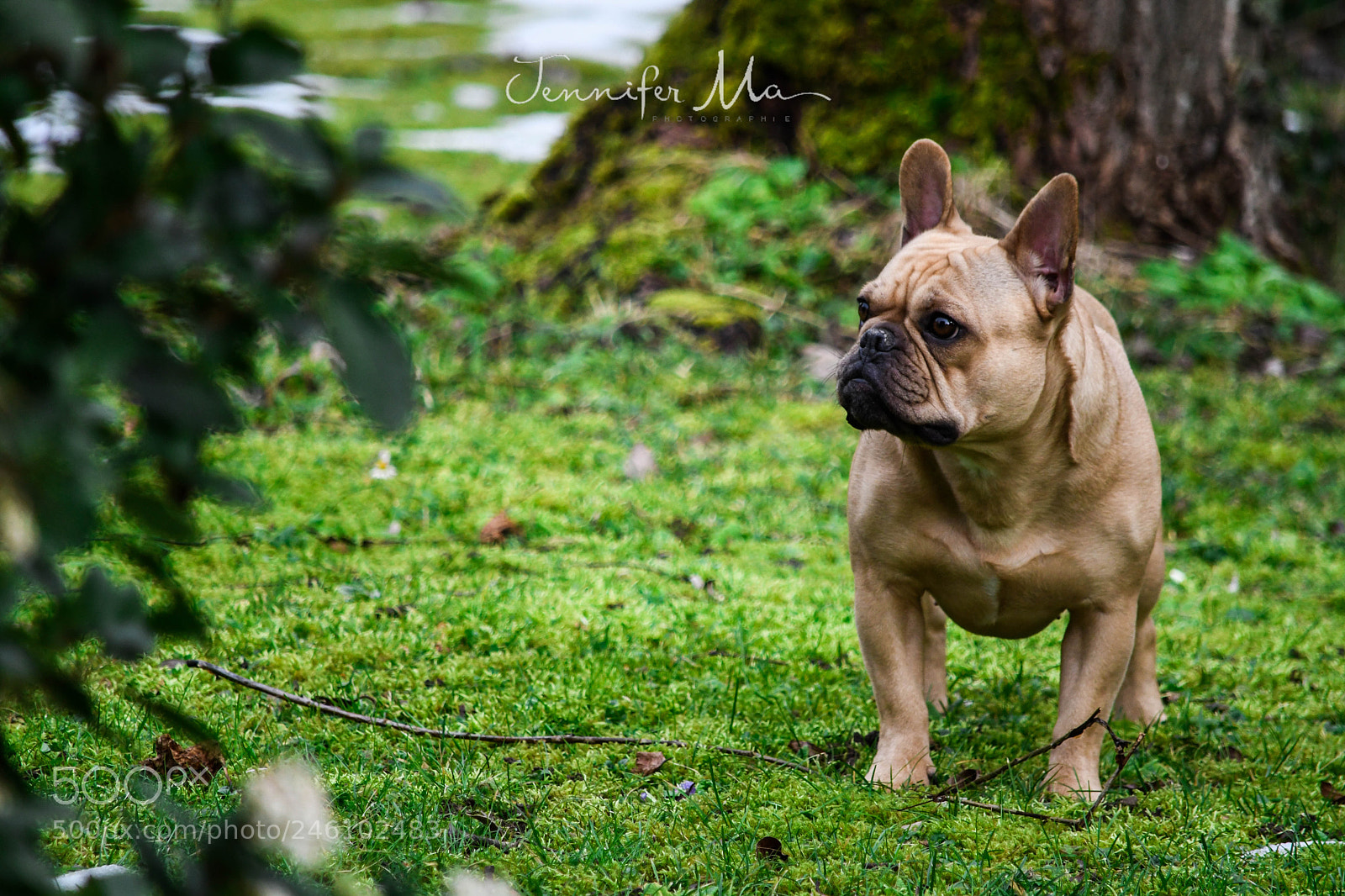 Nikon D7500 sample photo. Lilly, the dog photography