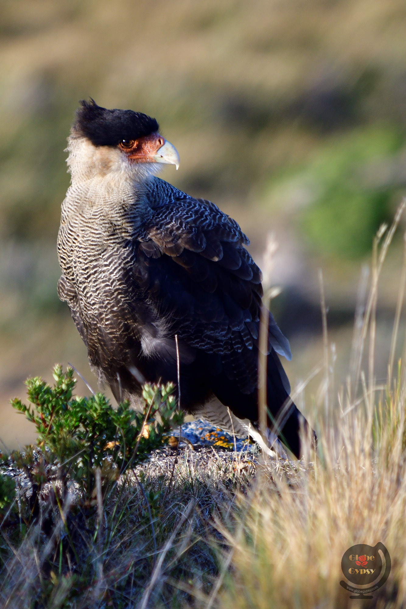 Nikon D500 sample photo. Caracara photography