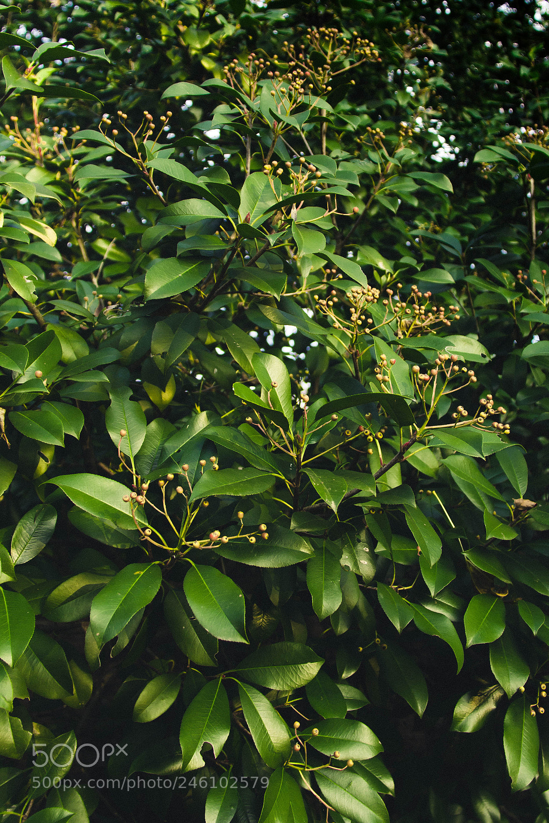 Canon EOS 60D sample photo. Img photography
