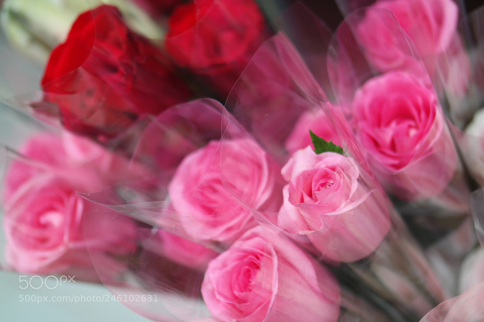Samsung NX30 sample photo. Says by roses photography