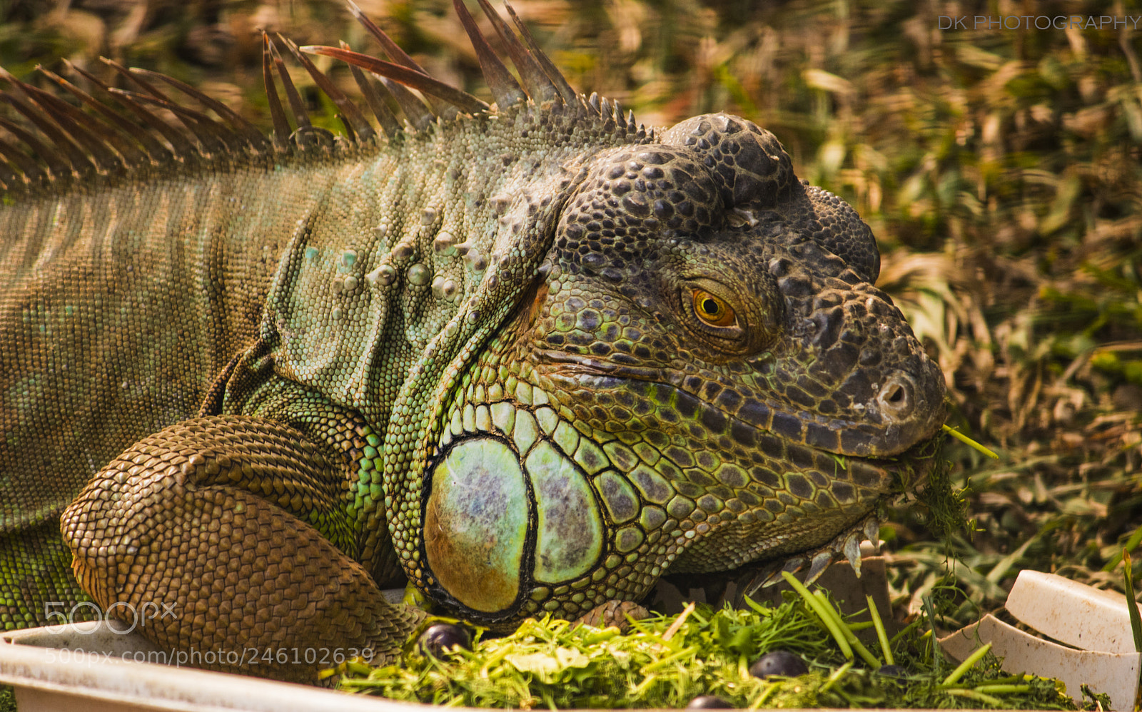 Canon EOS 750D (EOS Rebel T6i / EOS Kiss X8i) sample photo. Iguana green photography
