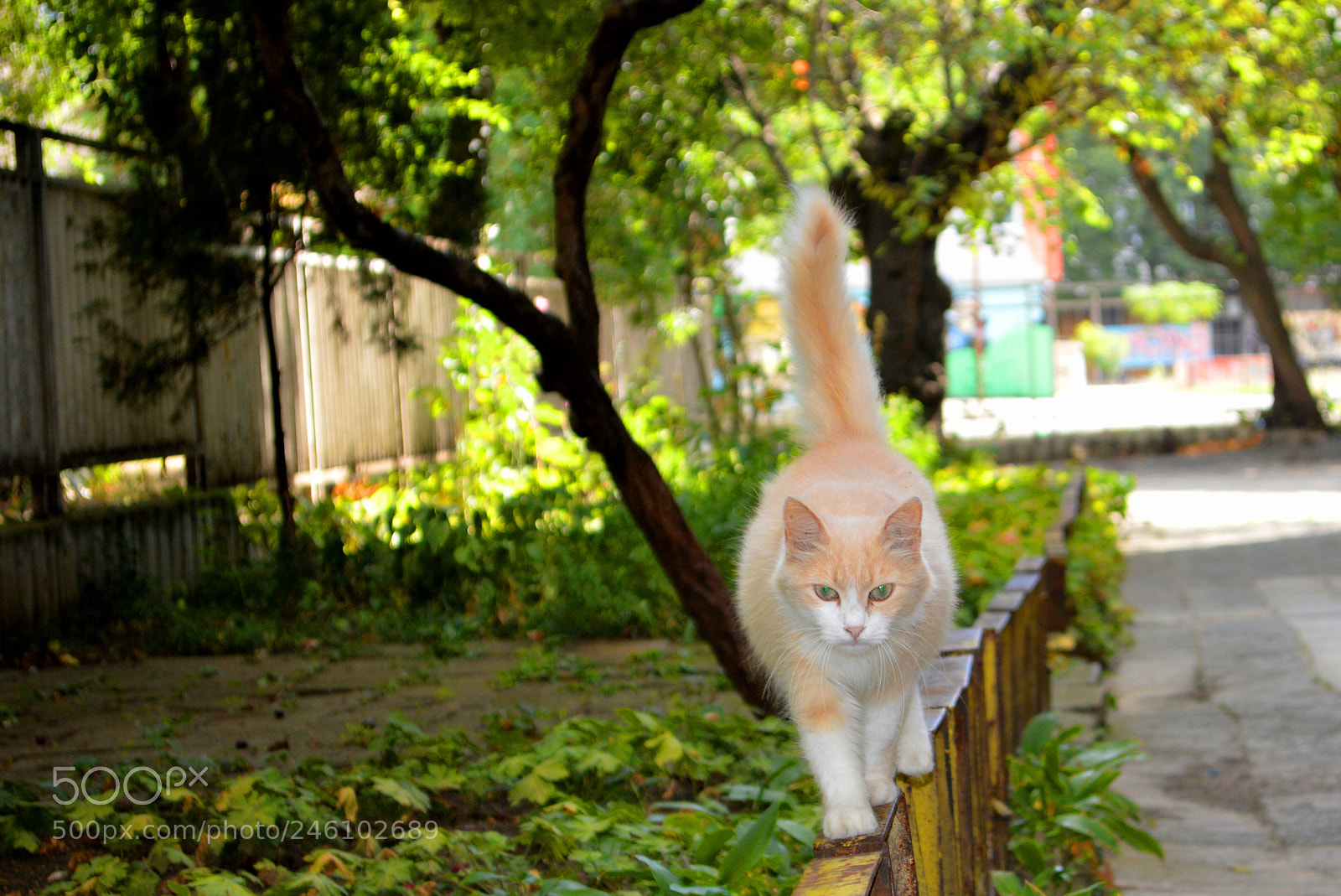 Nikon D3200 sample photo. Street cat photography