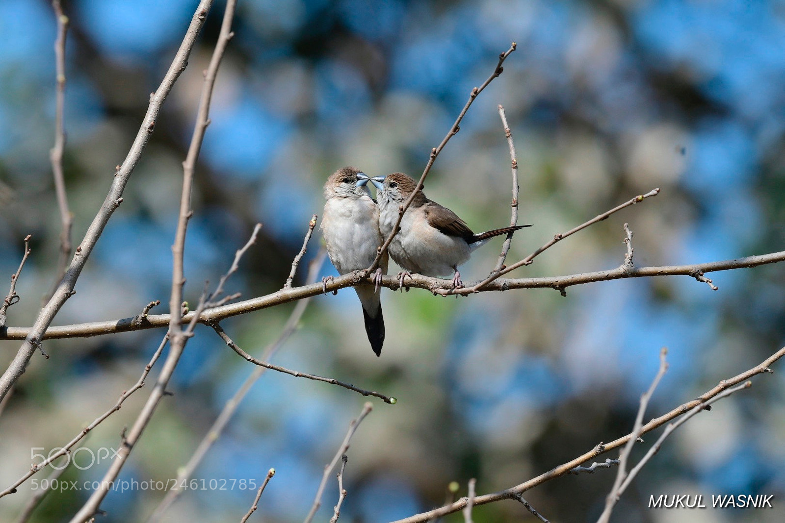 Nikon D500 sample photo. Happy valentines day photography