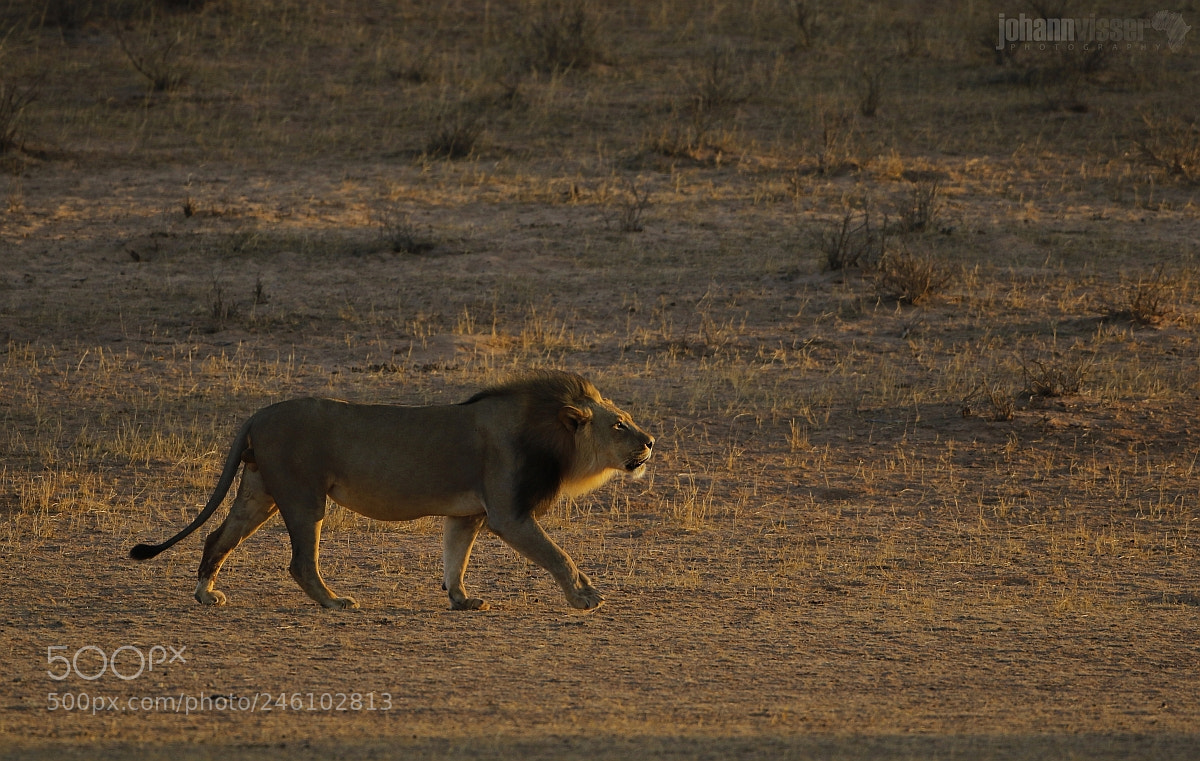 Canon EOS 7D Mark II sample photo. Patroling the pride boundries photography