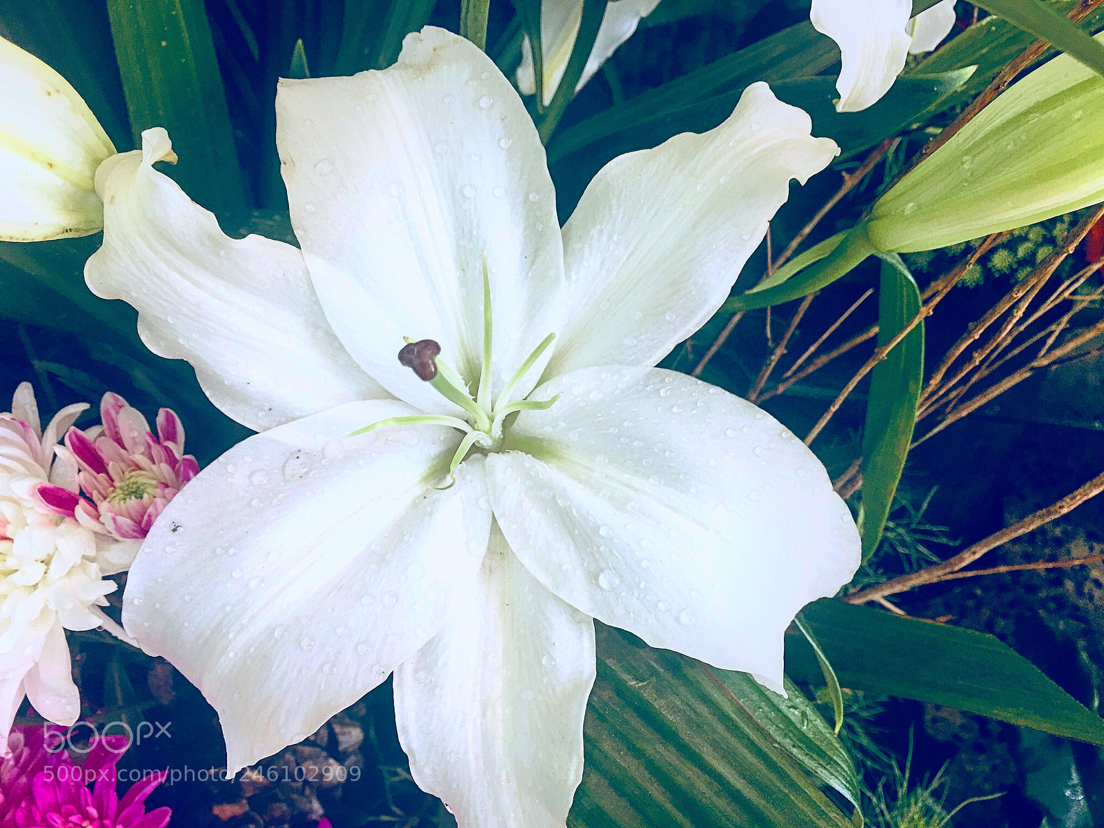 Apple iPhone 6s Plus sample photo. Untitled photography