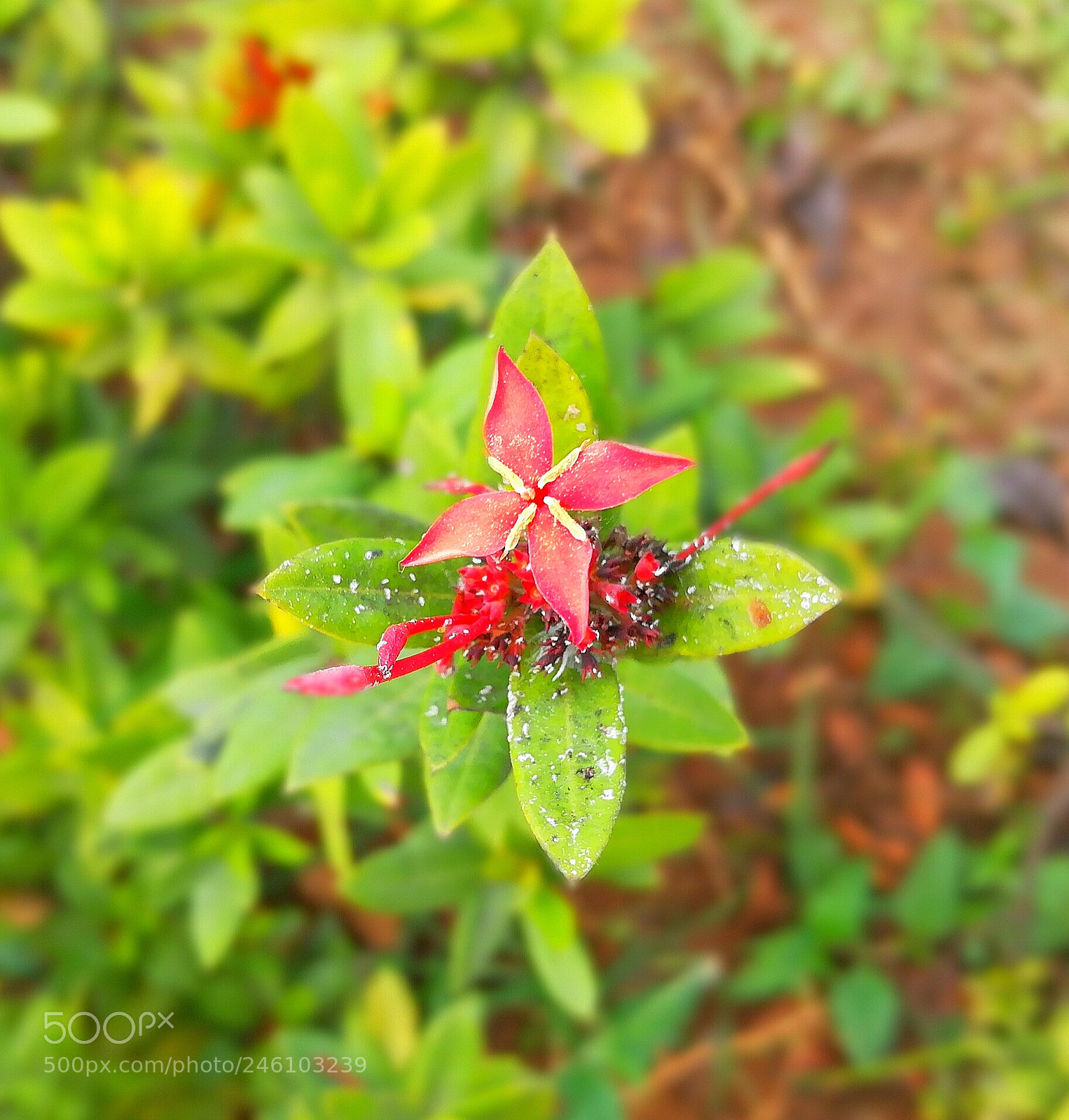 HUAWEI honor 6x sample photo. Flower photography