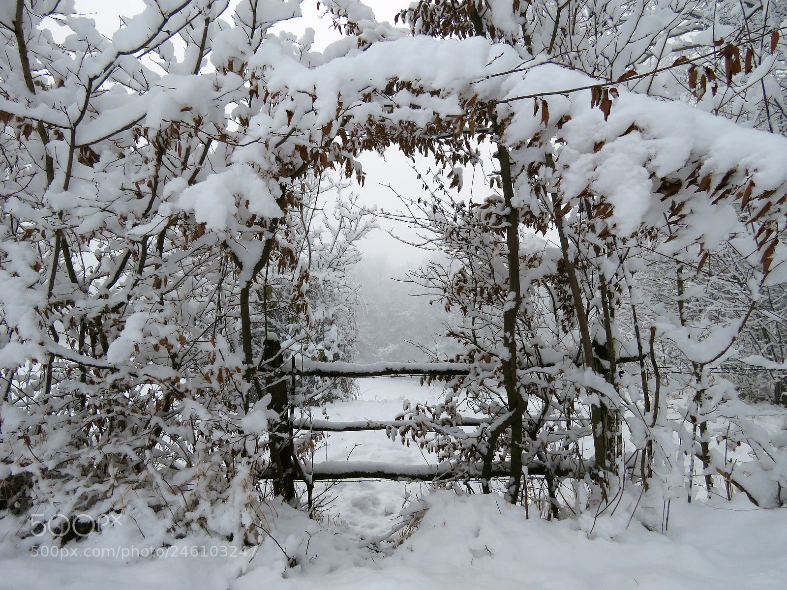 Canon PowerShot SX60 HS sample photo. Passage enneigé photography