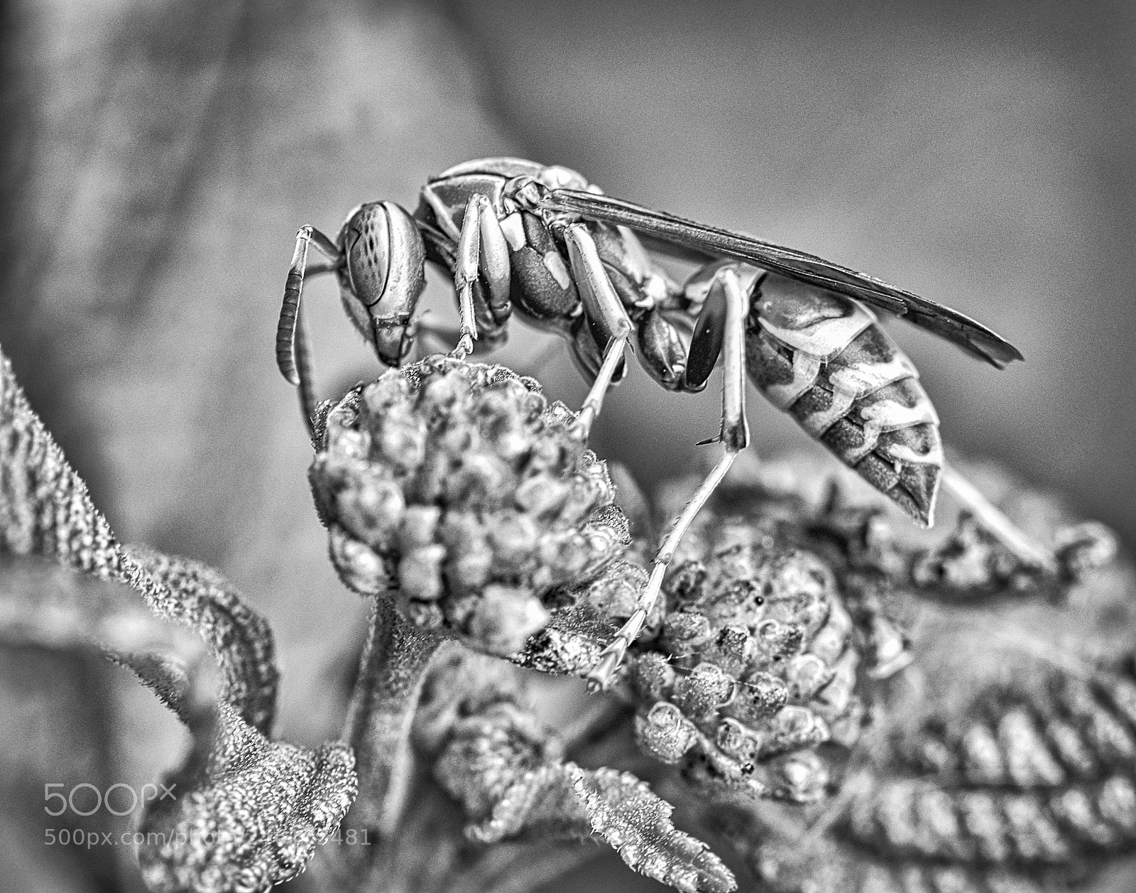 Nikon D5100 sample photo. Gatherer 3 photography