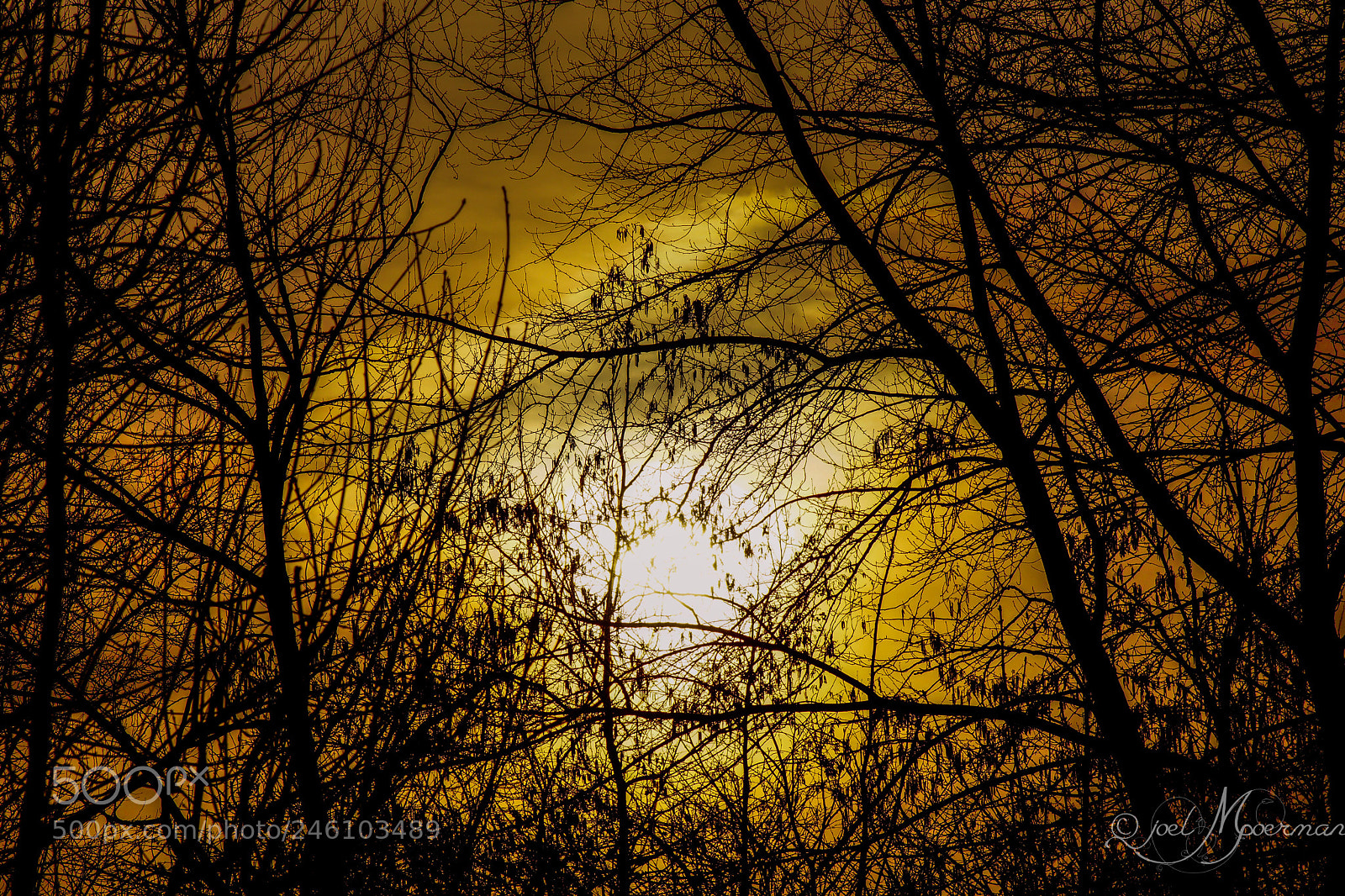 Sony SLT-A77 sample photo. Sunset in the trees ! photography