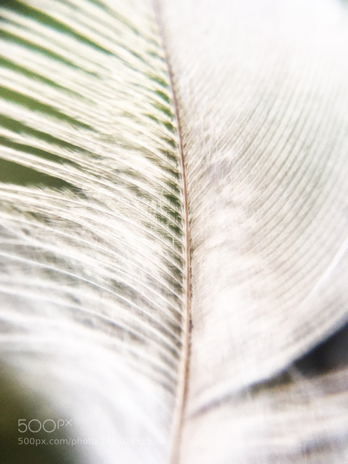 Apple iPhone 8 sample photo. White feather photography