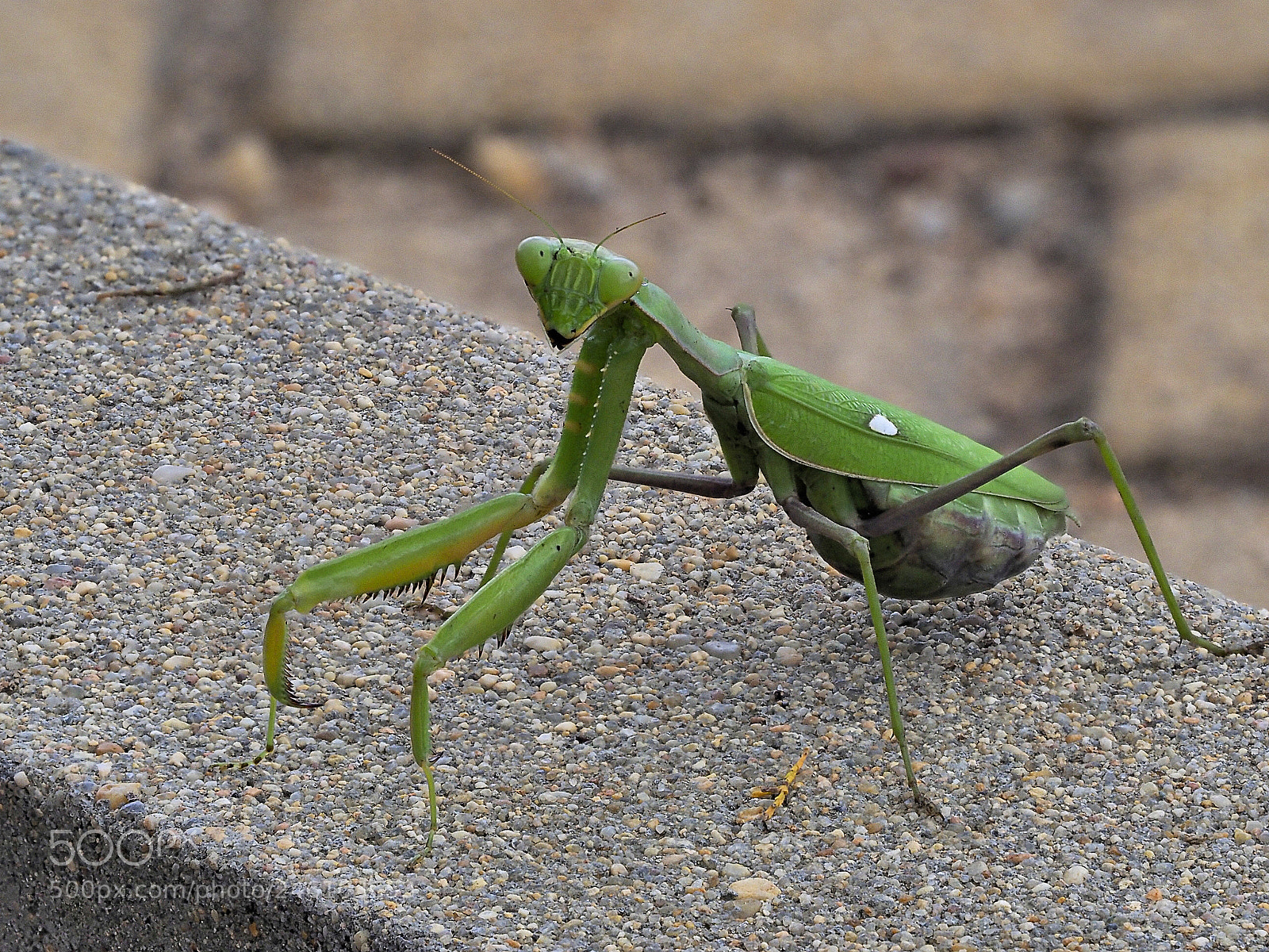 Olympus OM-D E-M1 Mark II sample photo. Mantis religiosa photography