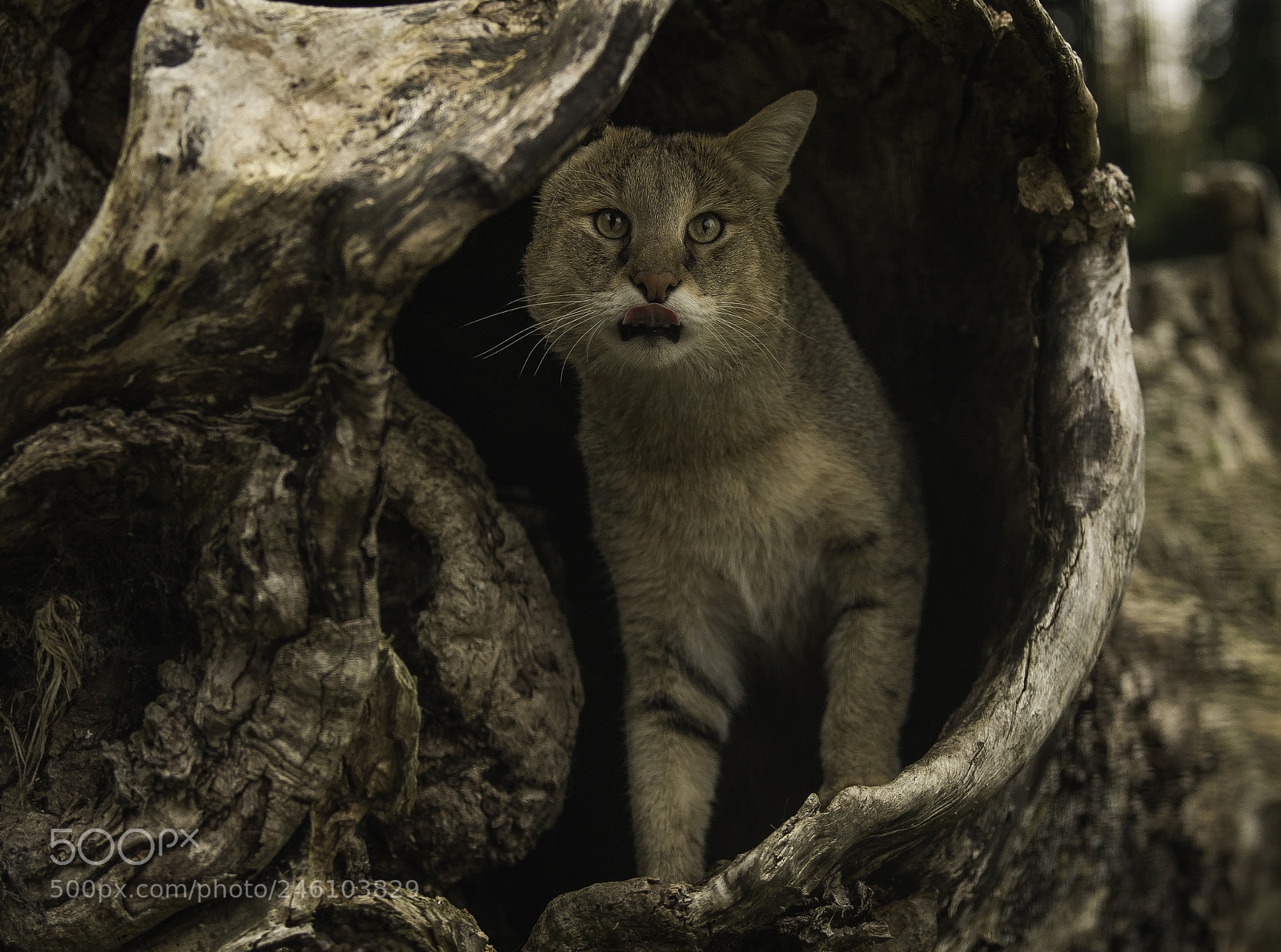Nikon D5 sample photo. Jungle cat series photography