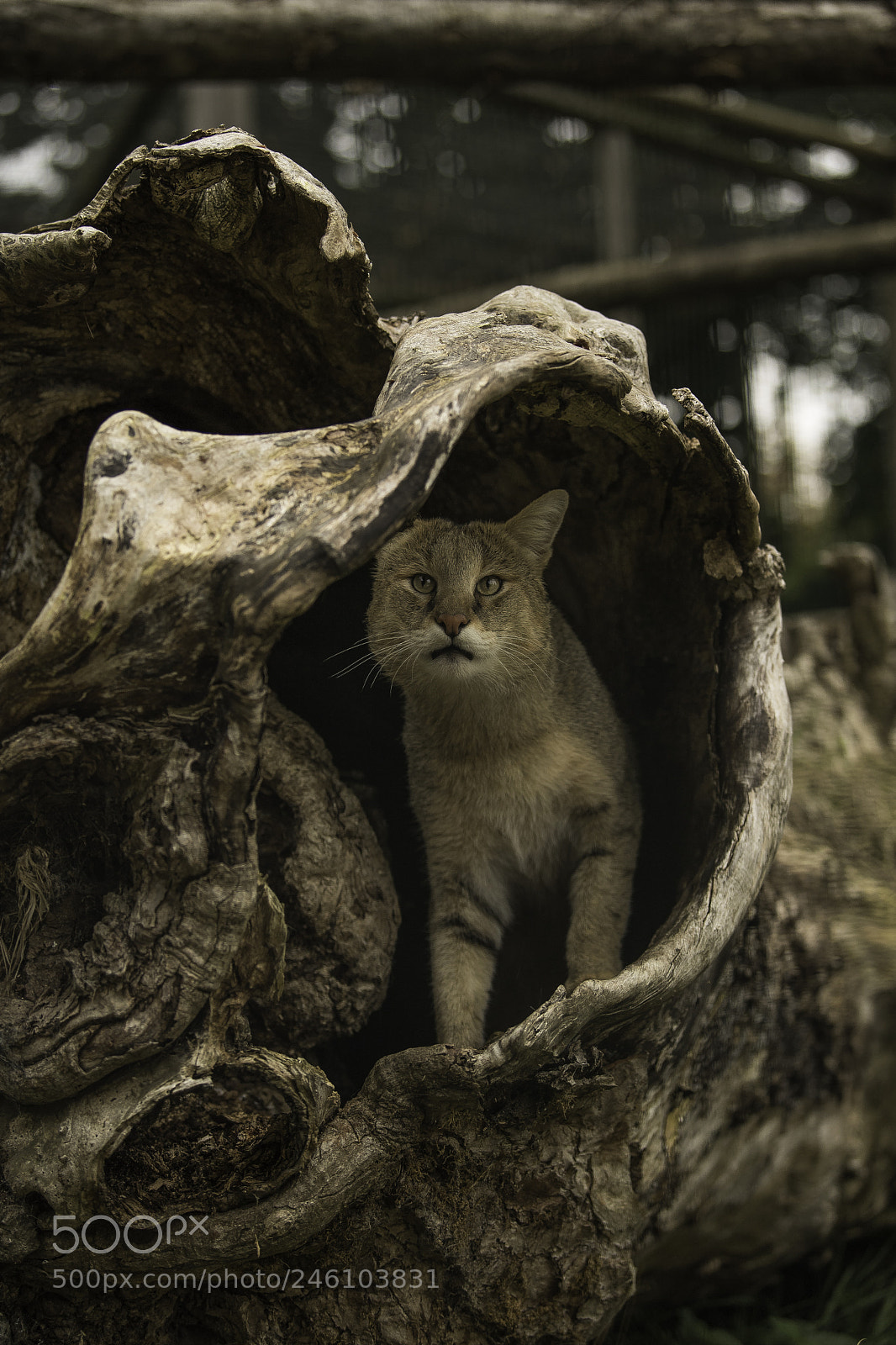 Nikon D5 sample photo. Jungle cat series photography