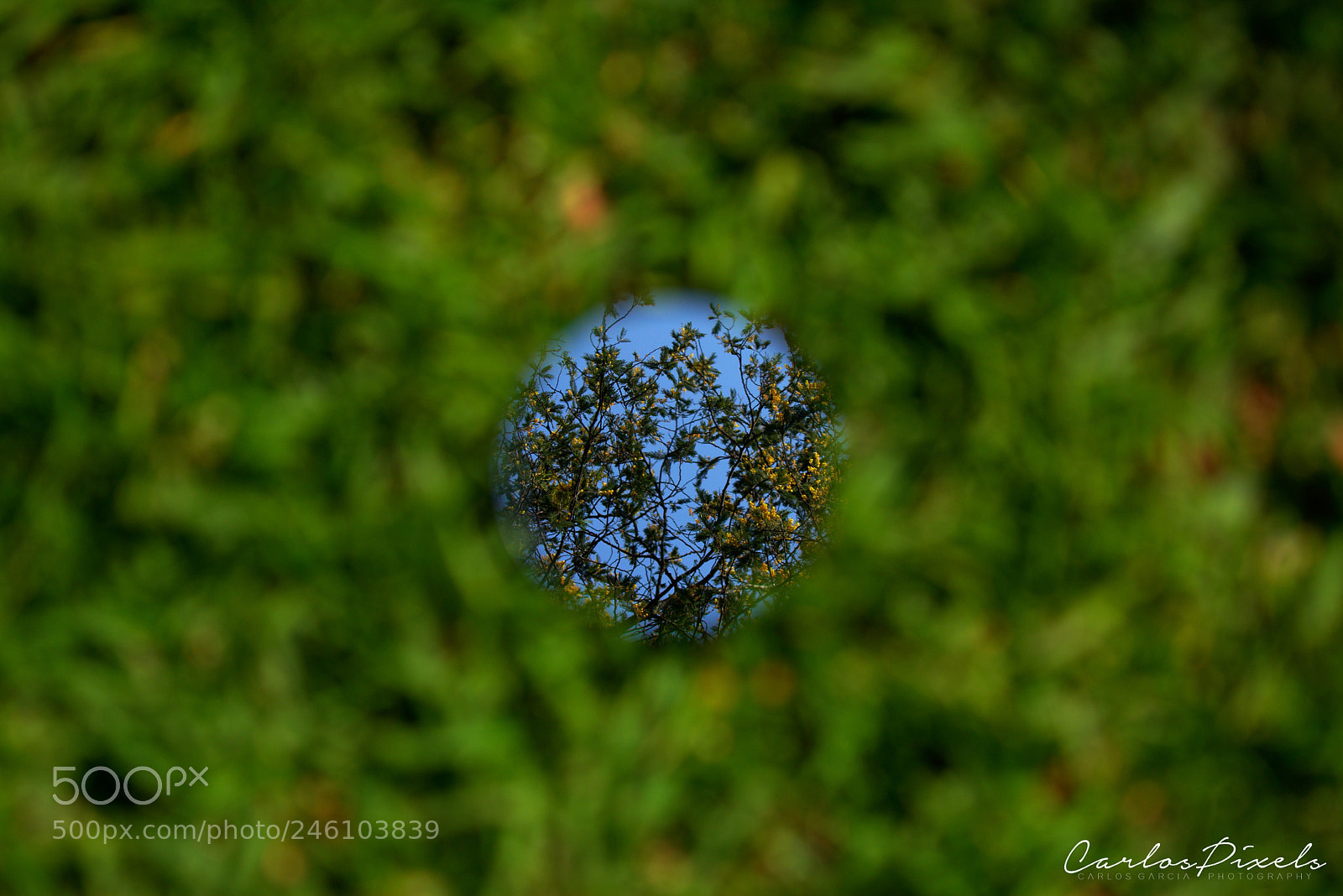 Nikon D3400 sample photo. Green portal photography