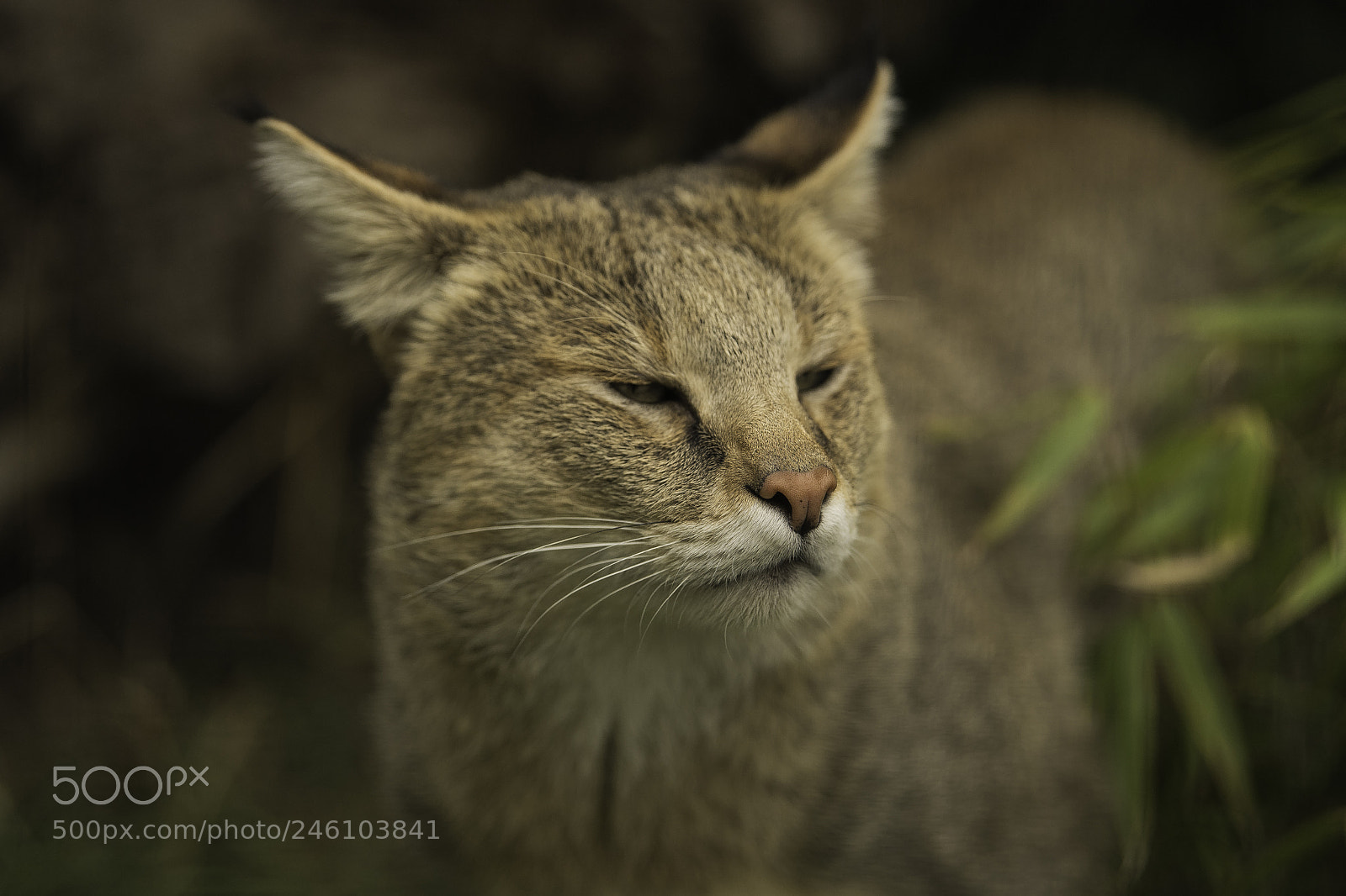 Nikon D5 sample photo. Jungle cat series photography