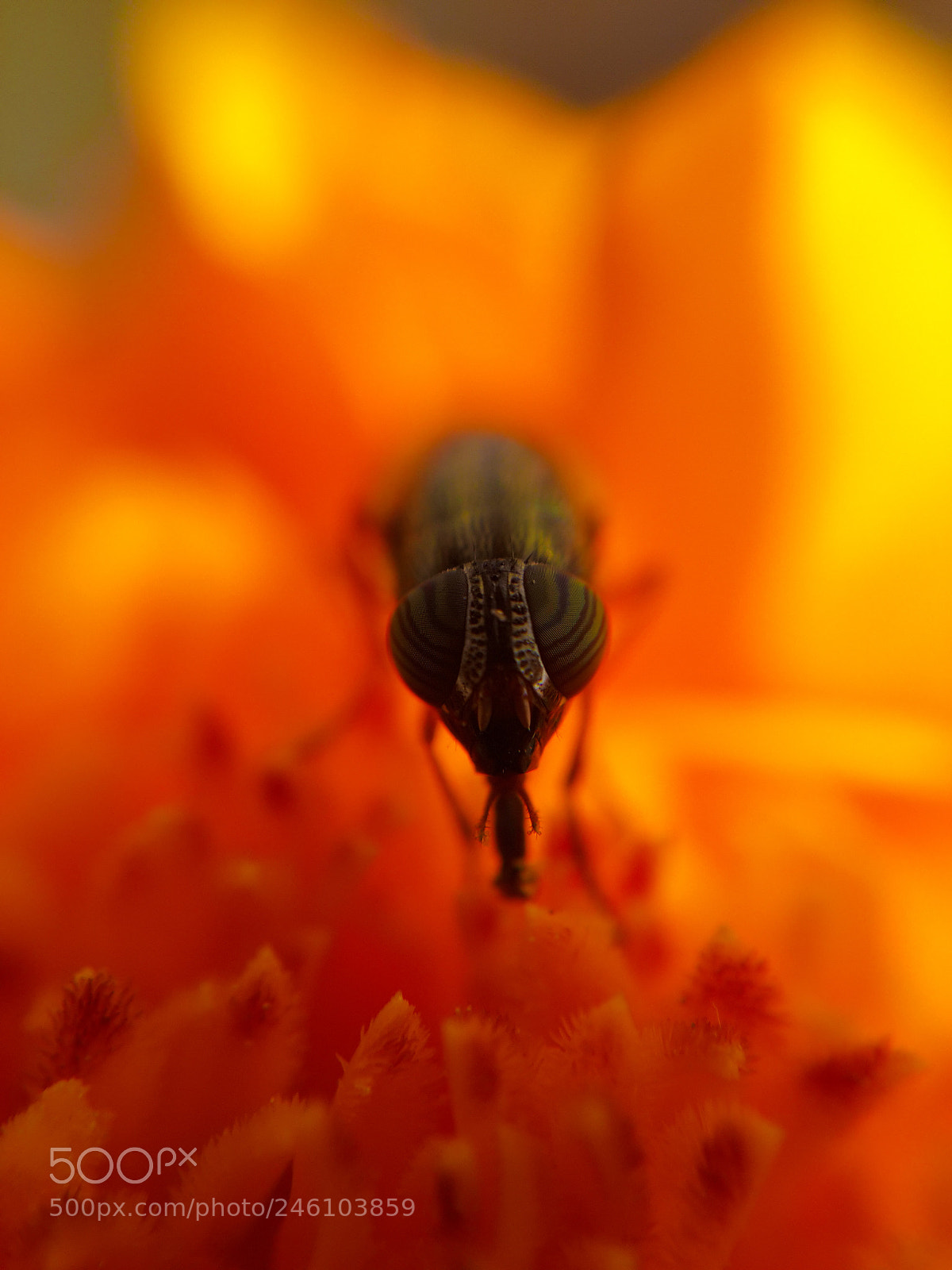 Samsung Galaxy S4 sample photo. Oblivious insect photography