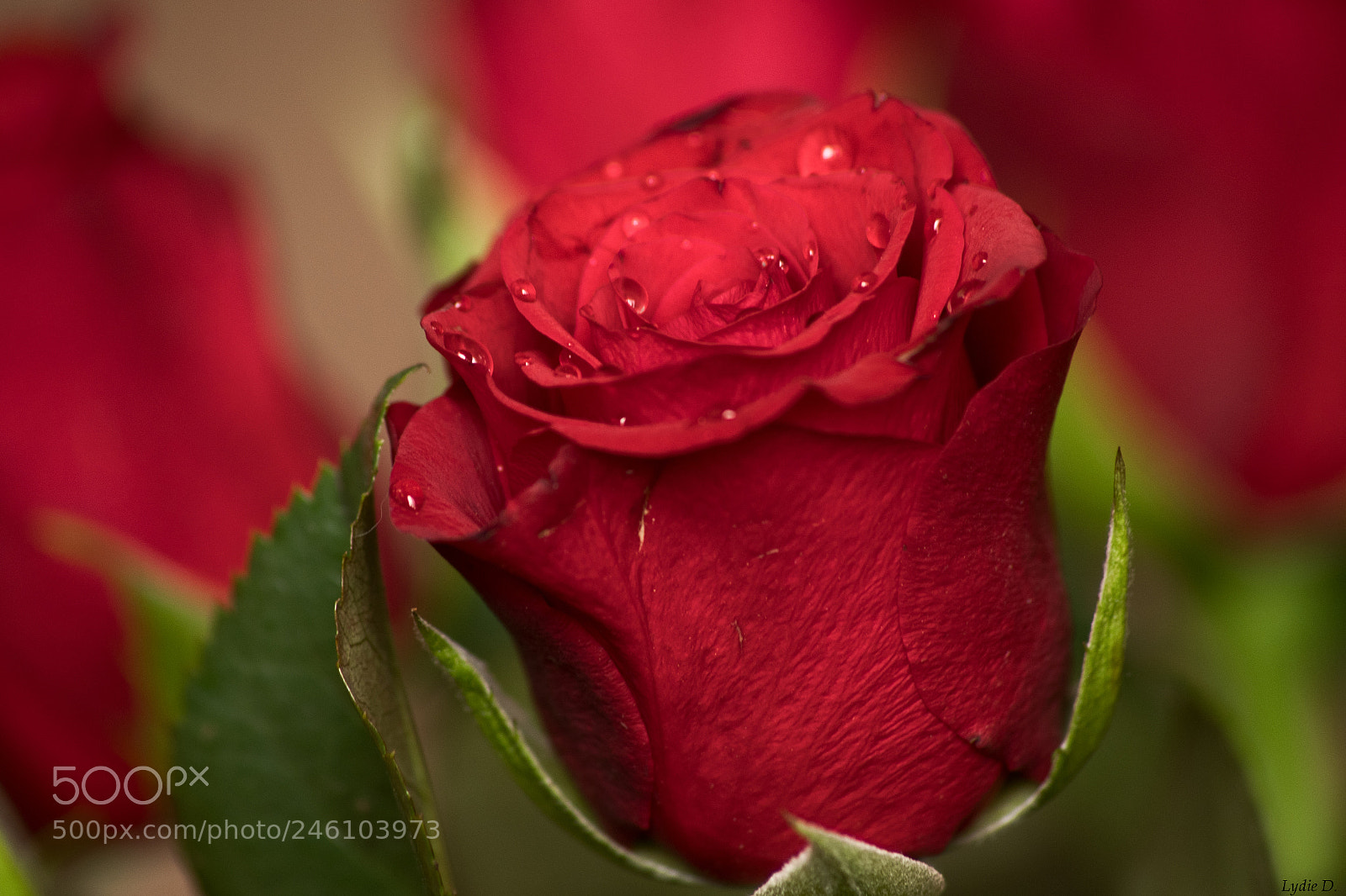 Pentax K-S2 sample photo. Rose rouge photography