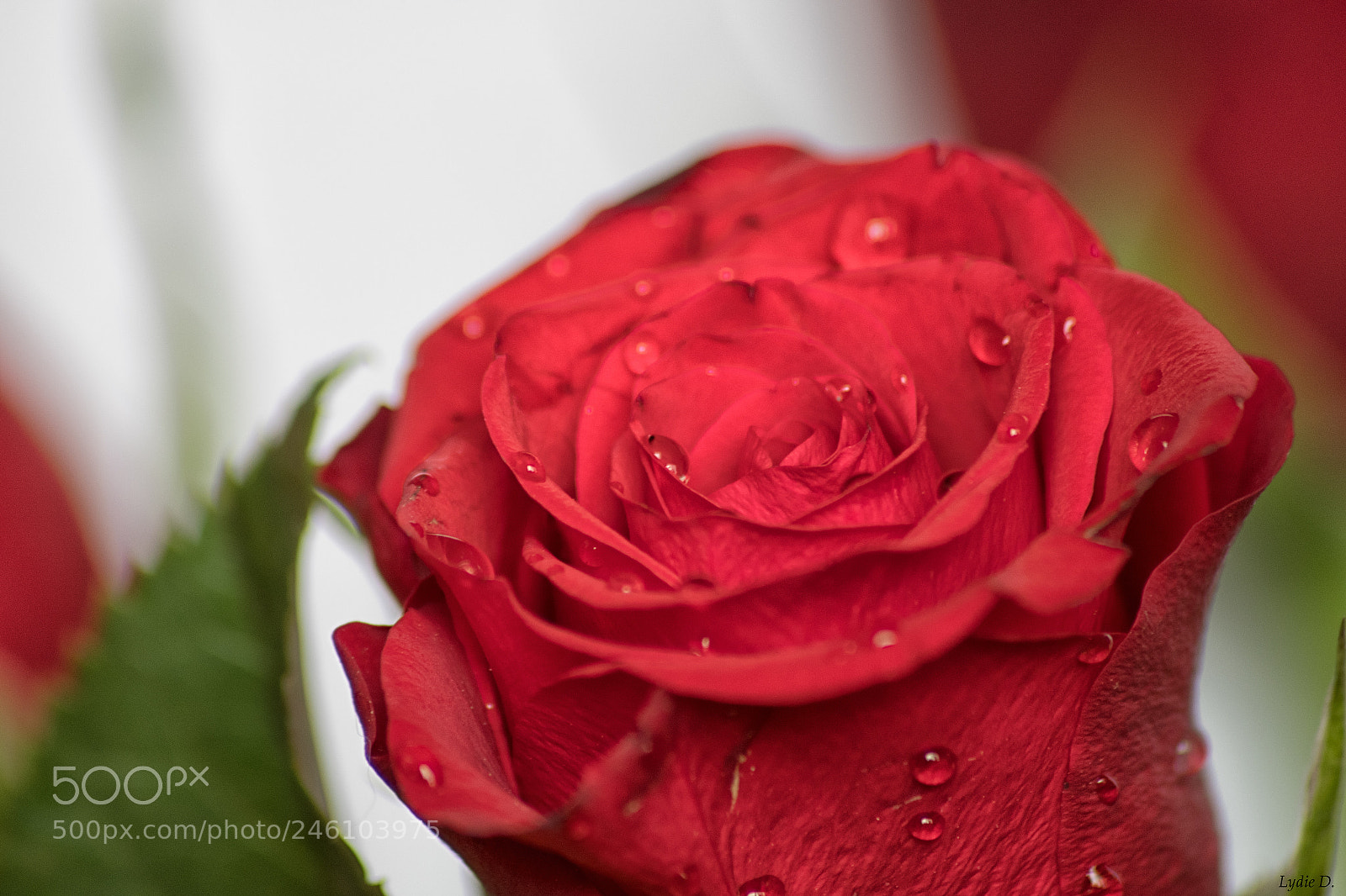 Pentax K-S2 sample photo. Rose rouge photography