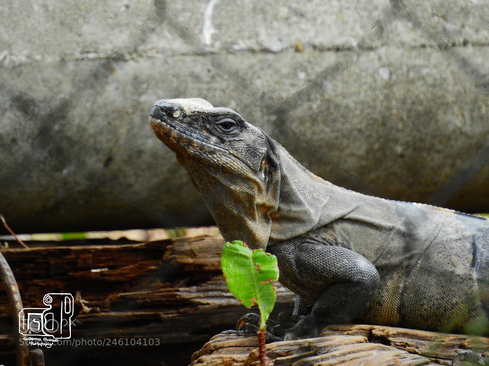 Nikon Coolpix P900 sample photo. Female iguana photography