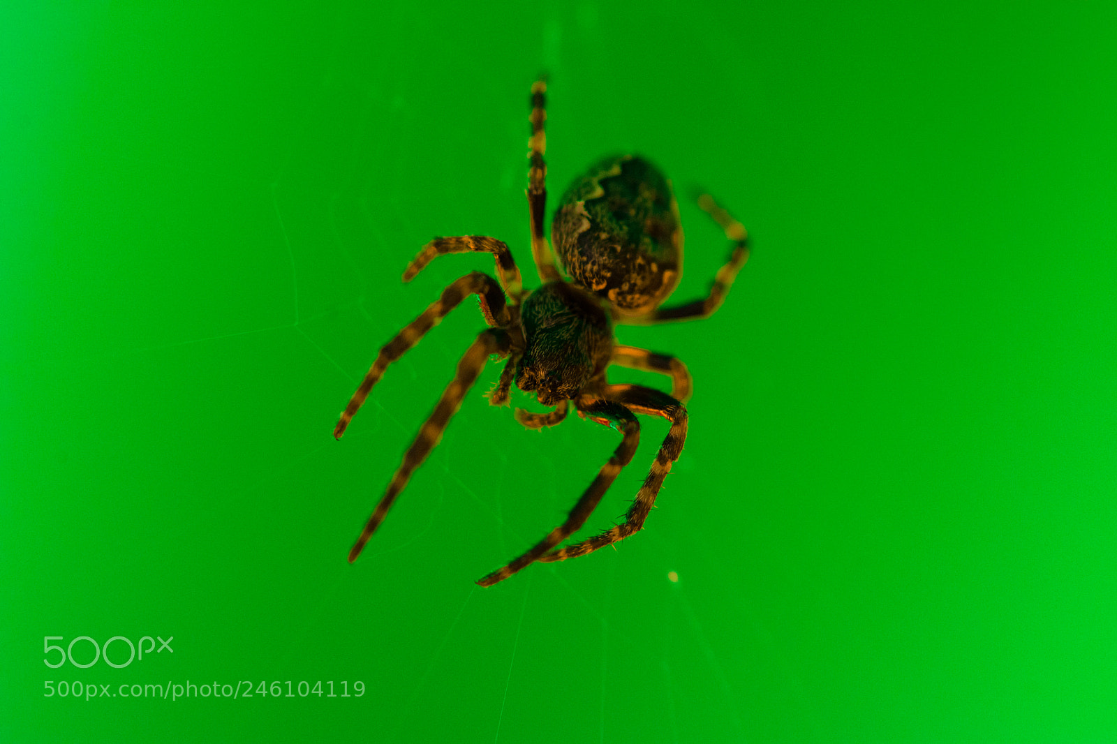 Nikon D7200 sample photo. Spider photography