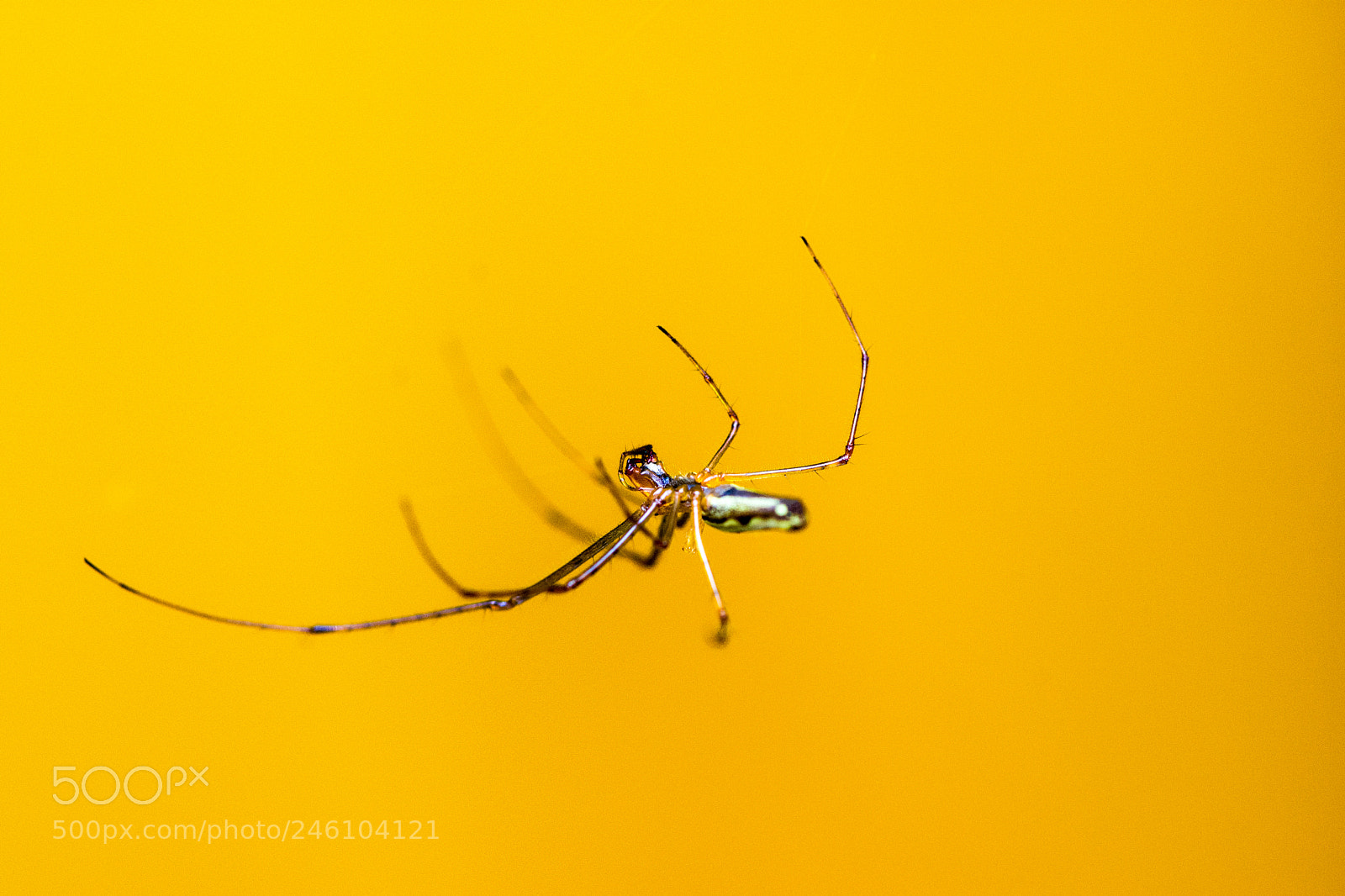 Nikon D7200 sample photo. Spider photography
