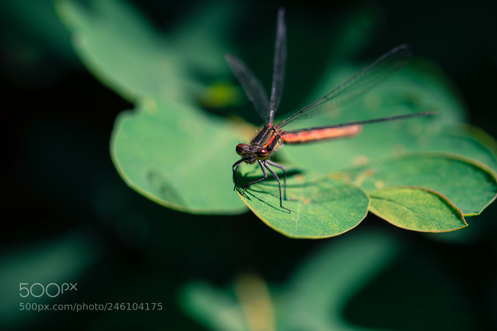 Nikon D7200 sample photo. Dragonfly photography