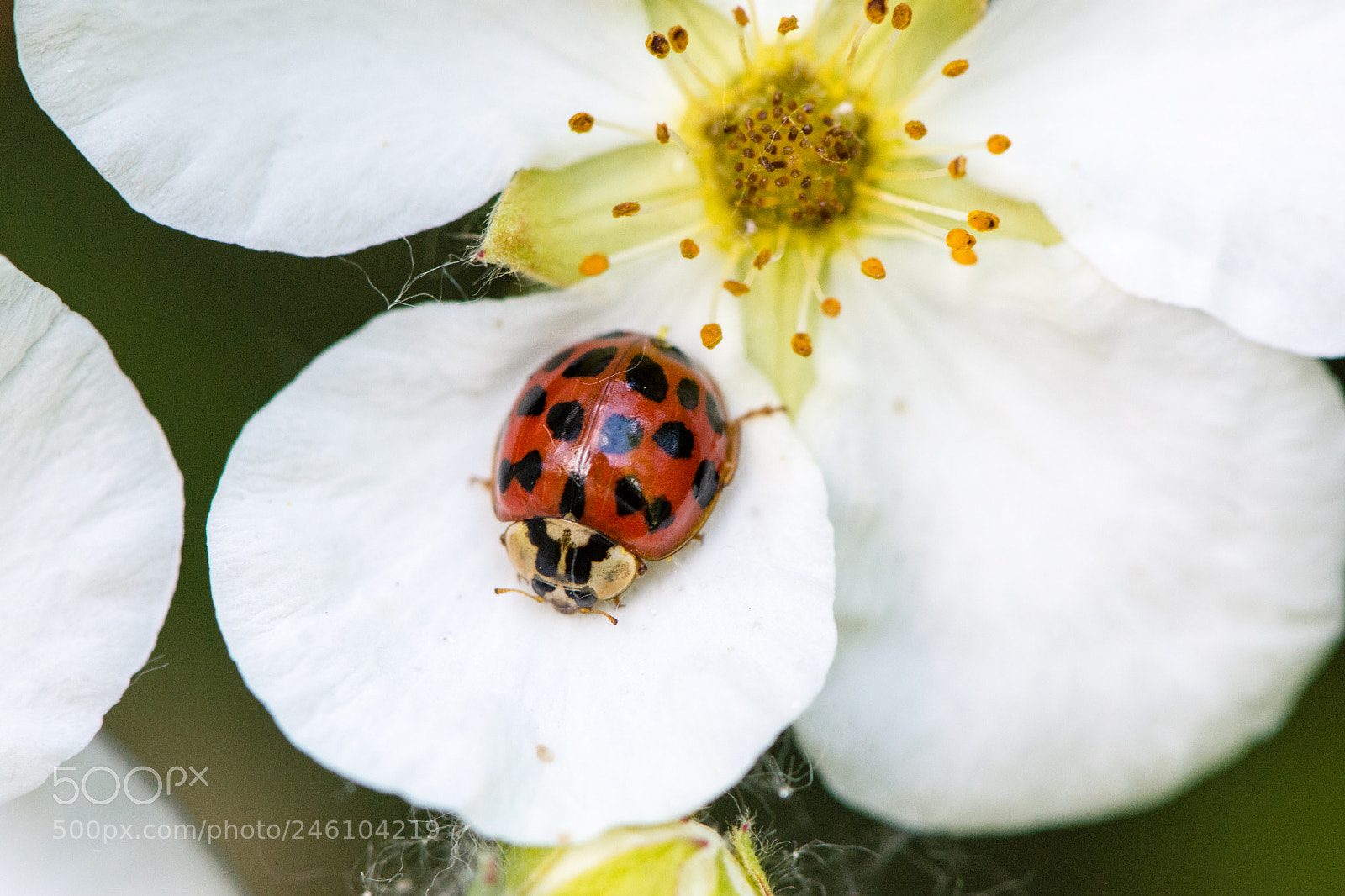 Nikon D7200 sample photo. Ladybug photography