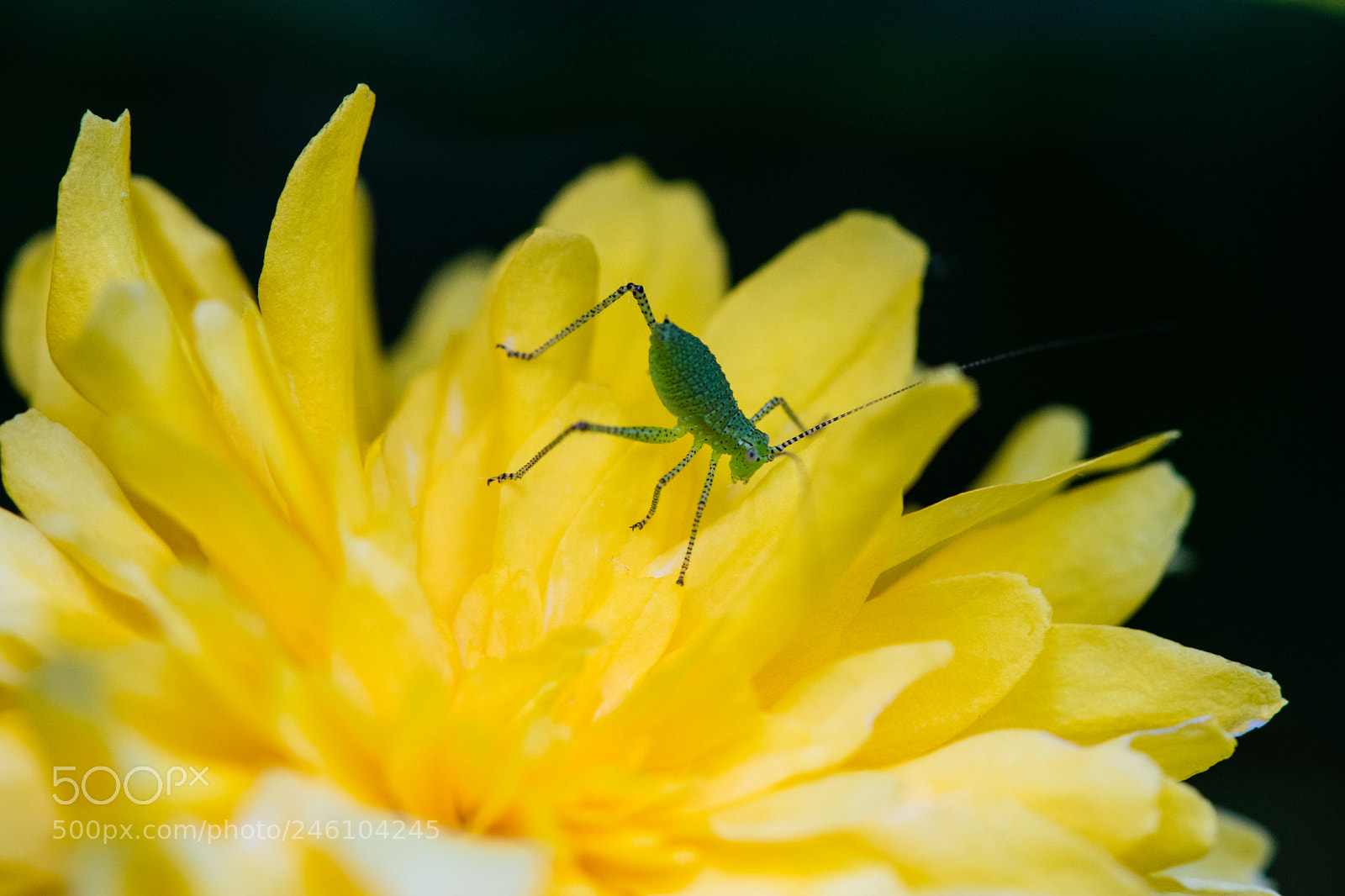 Nikon D7200 sample photo. Locust photography
