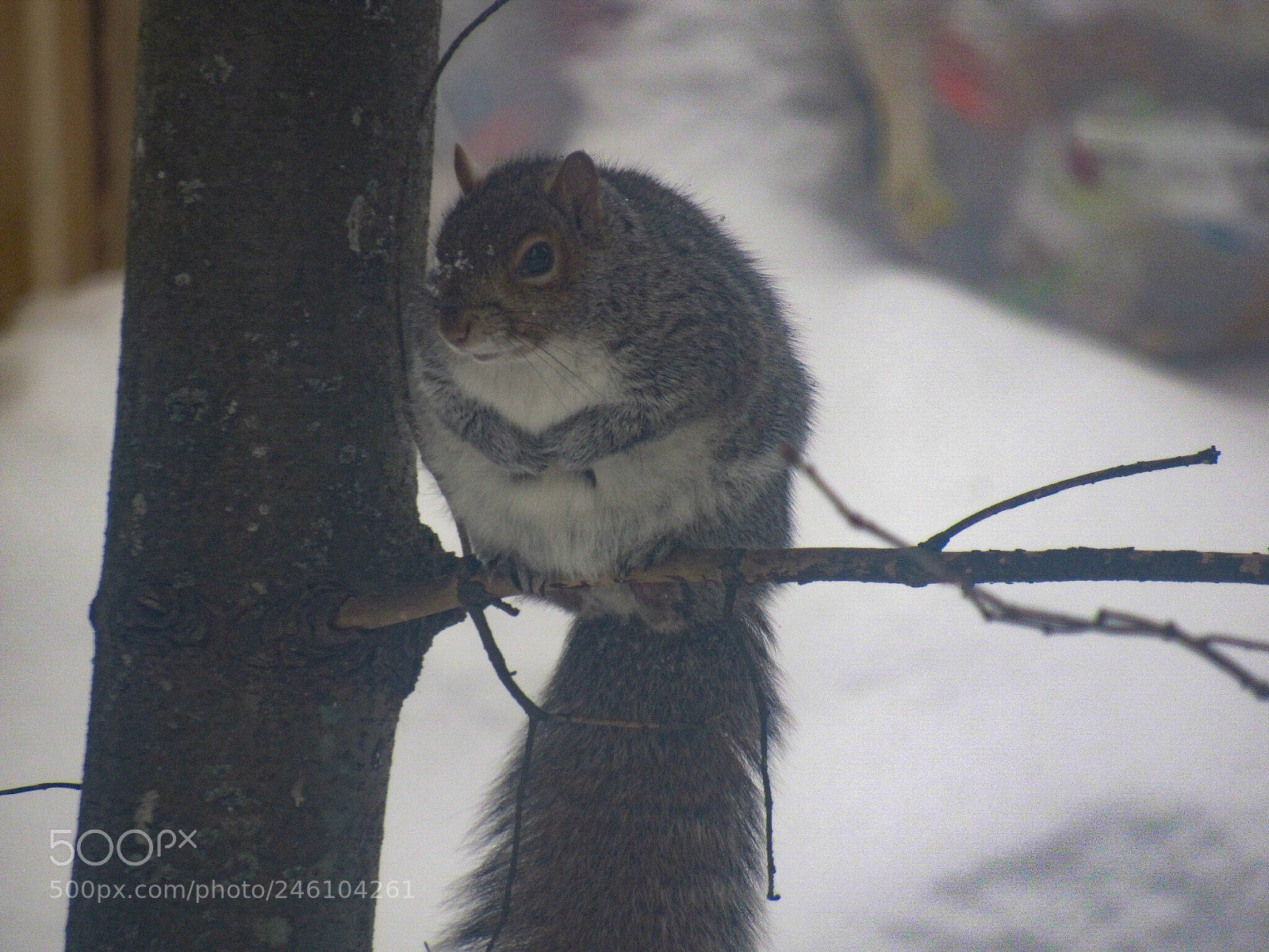 Canon PowerShot SX530 HS sample photo. I’m still here! photography