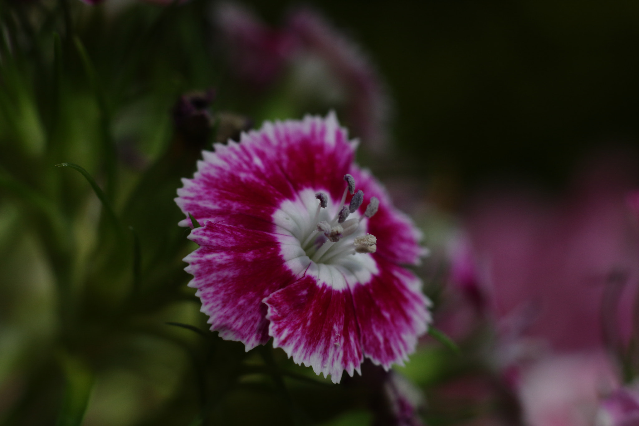 Canon EOS 40D + Canon EF 50mm F1.8 STM sample photo. Flower photography