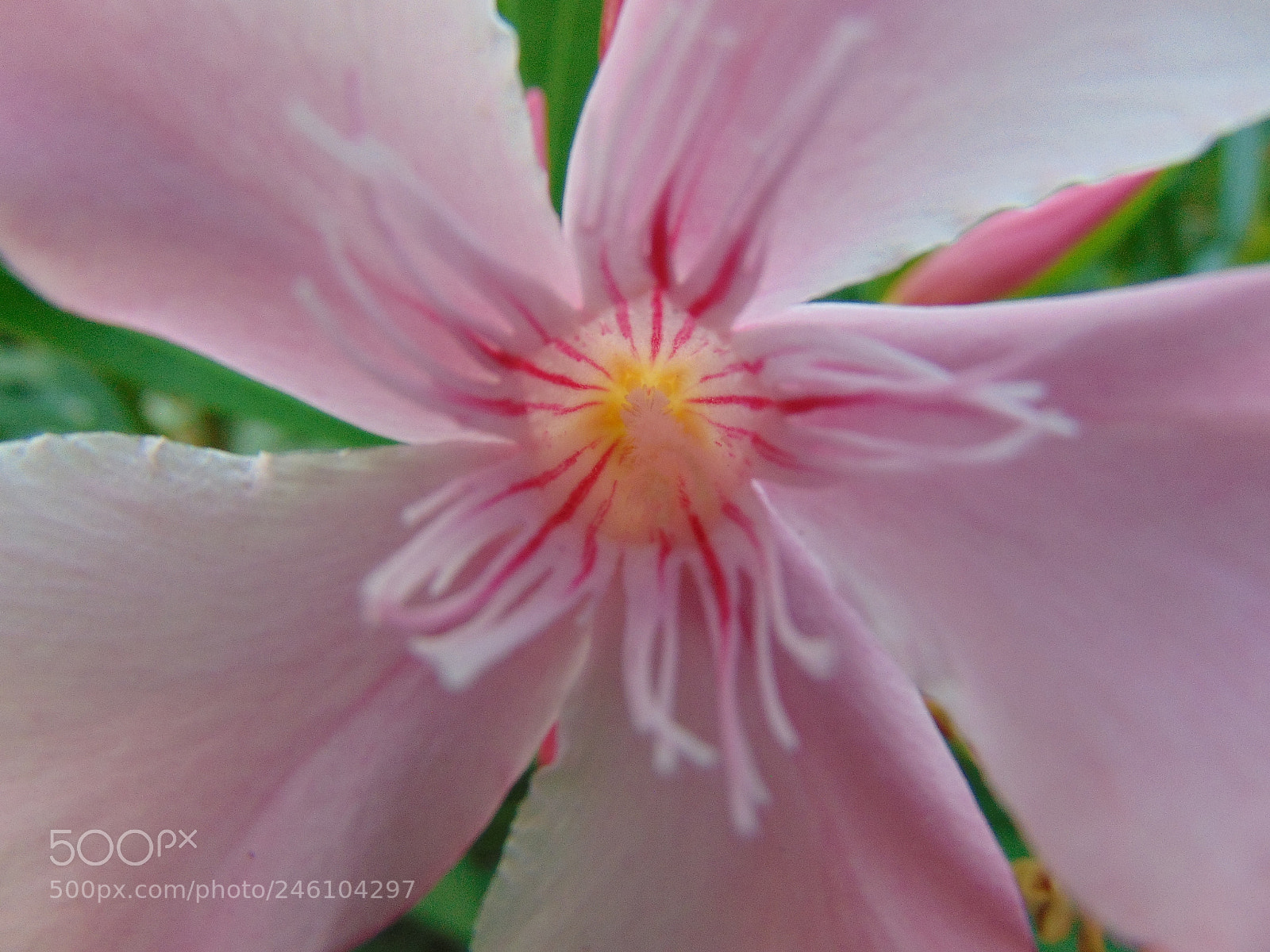 Sony Cyber-shot DSC-H300 sample photo. La beauté d'une fleur photography