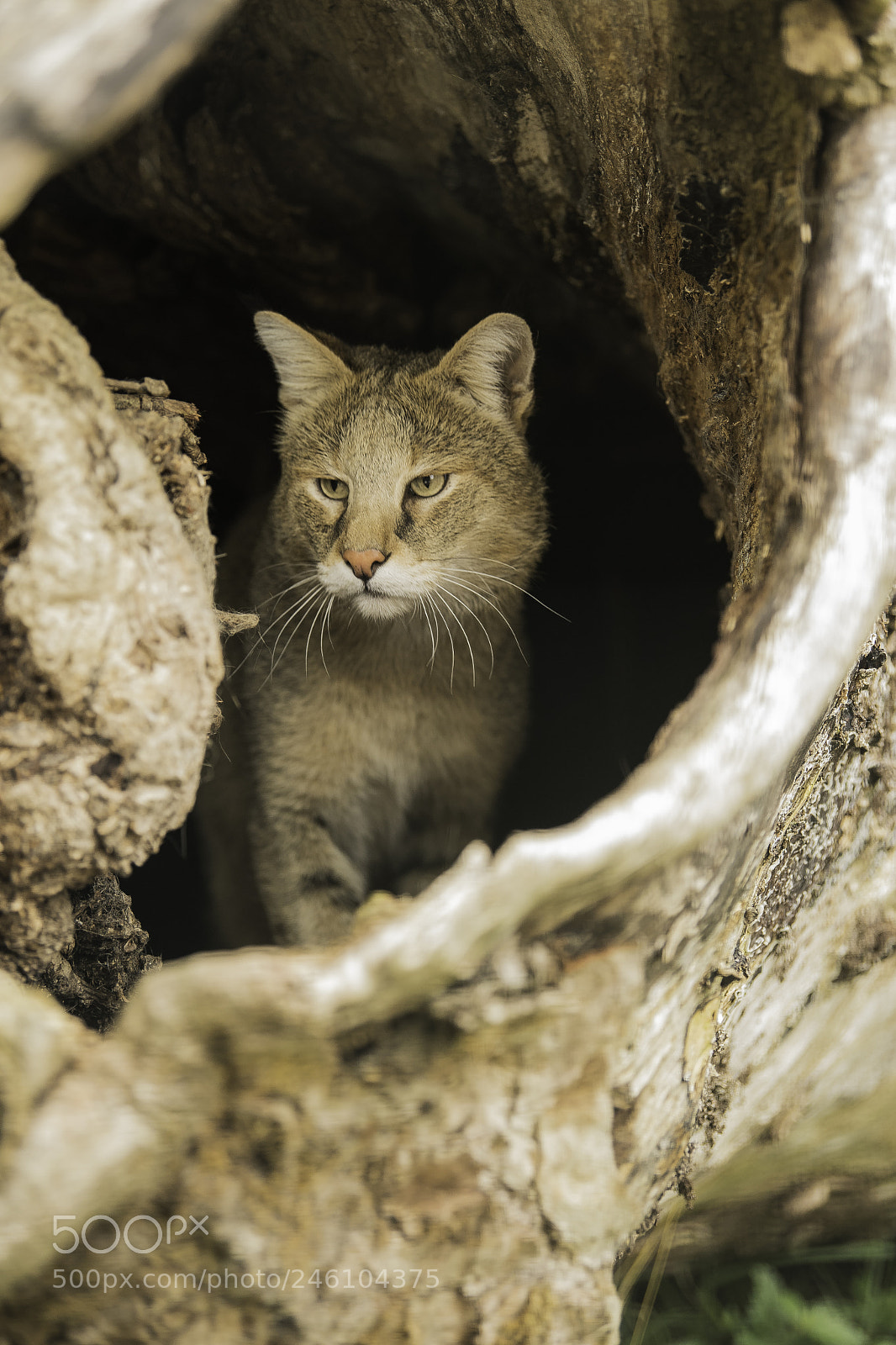 Nikon D5 sample photo. Jungle cat series photography
