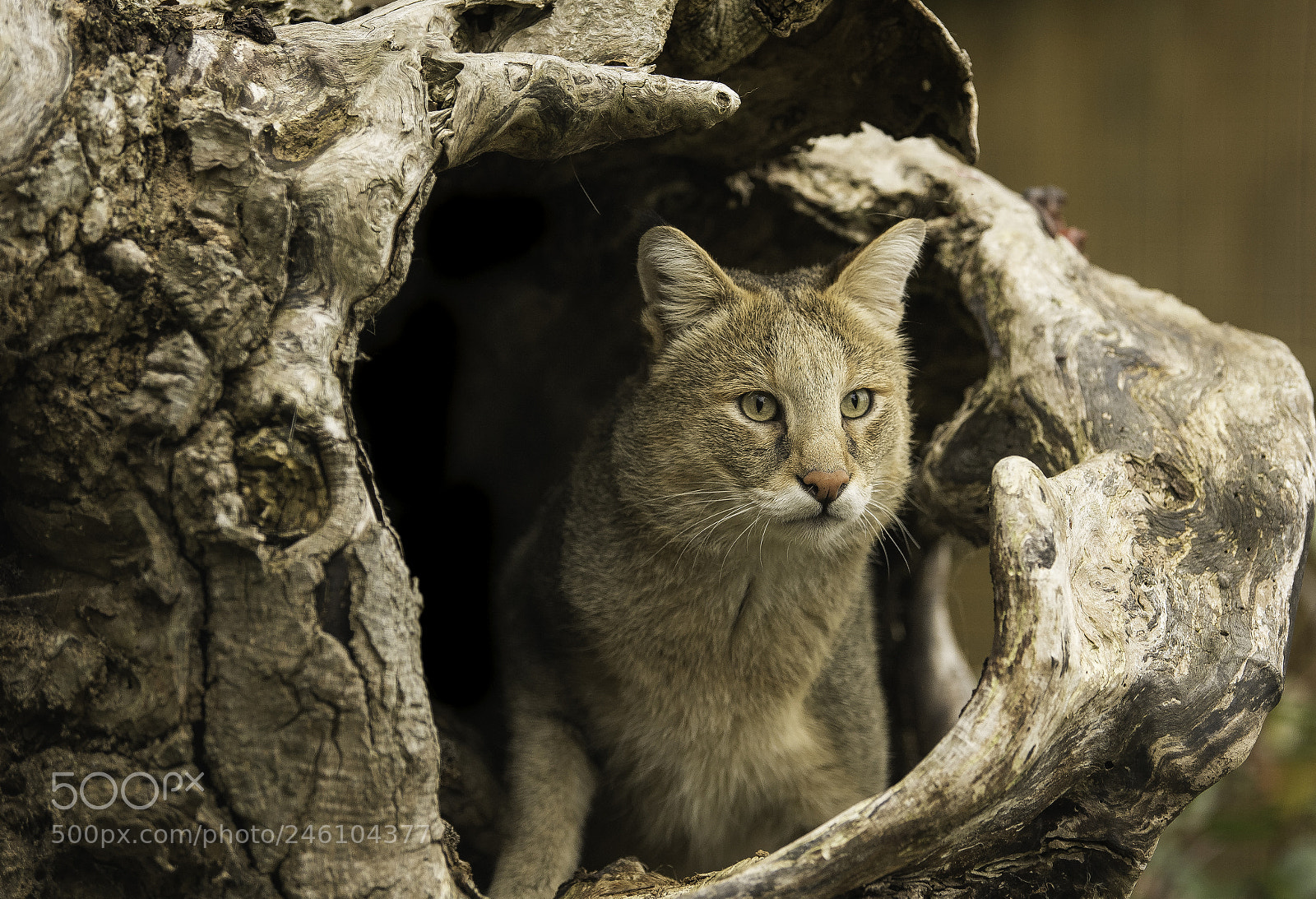 Nikon D5 sample photo. Jungle cat series photography