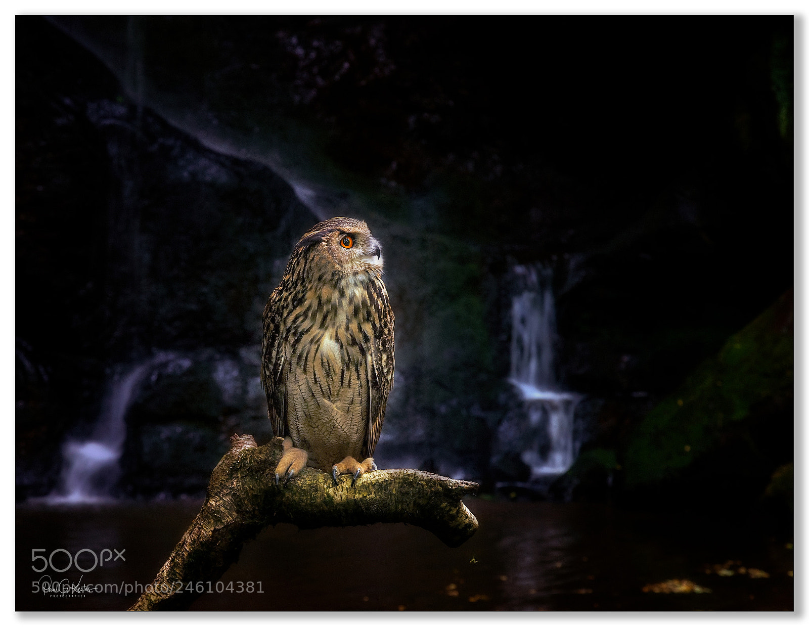 Canon EOS-1D X sample photo. Owl cavern .... photography