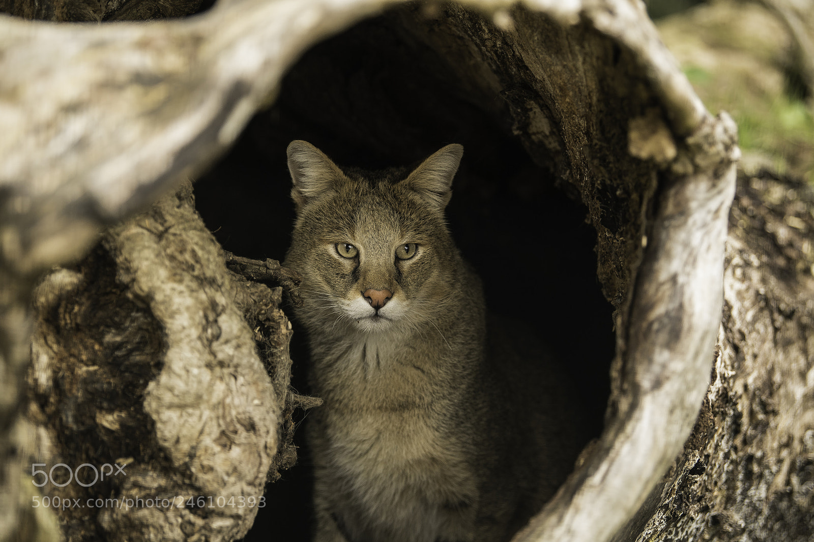 Nikon D5 sample photo. Jungle cat series photography