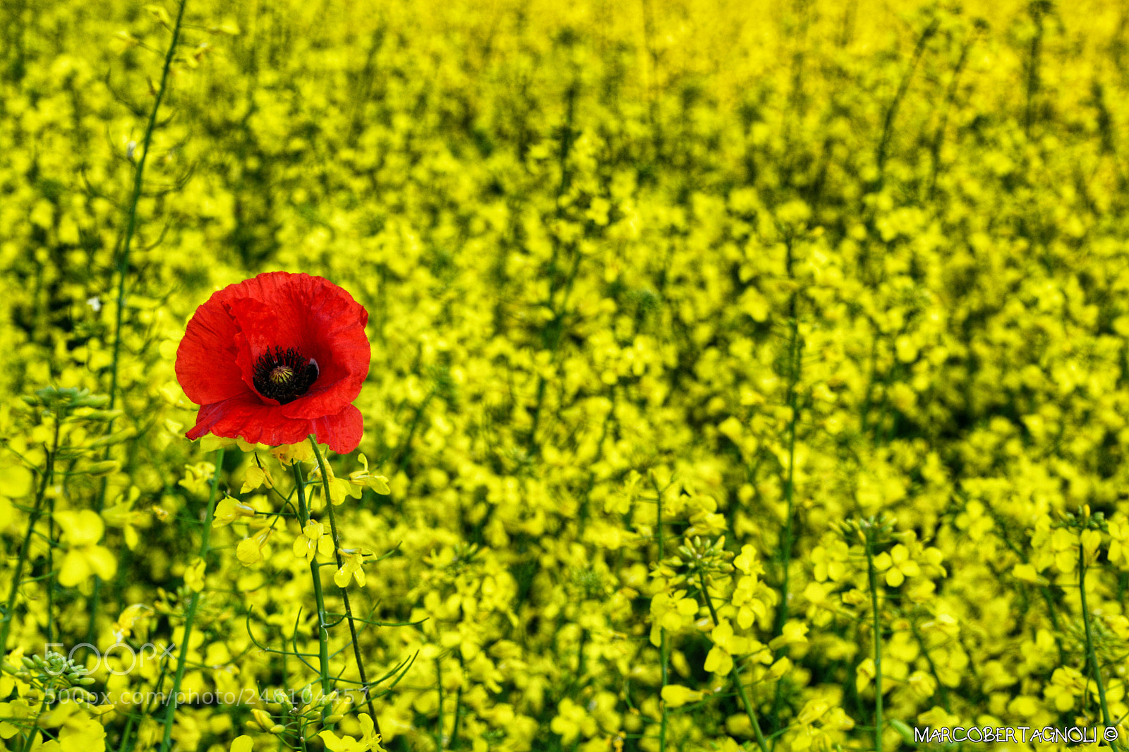 Nikon D5200 sample photo. Be different photography