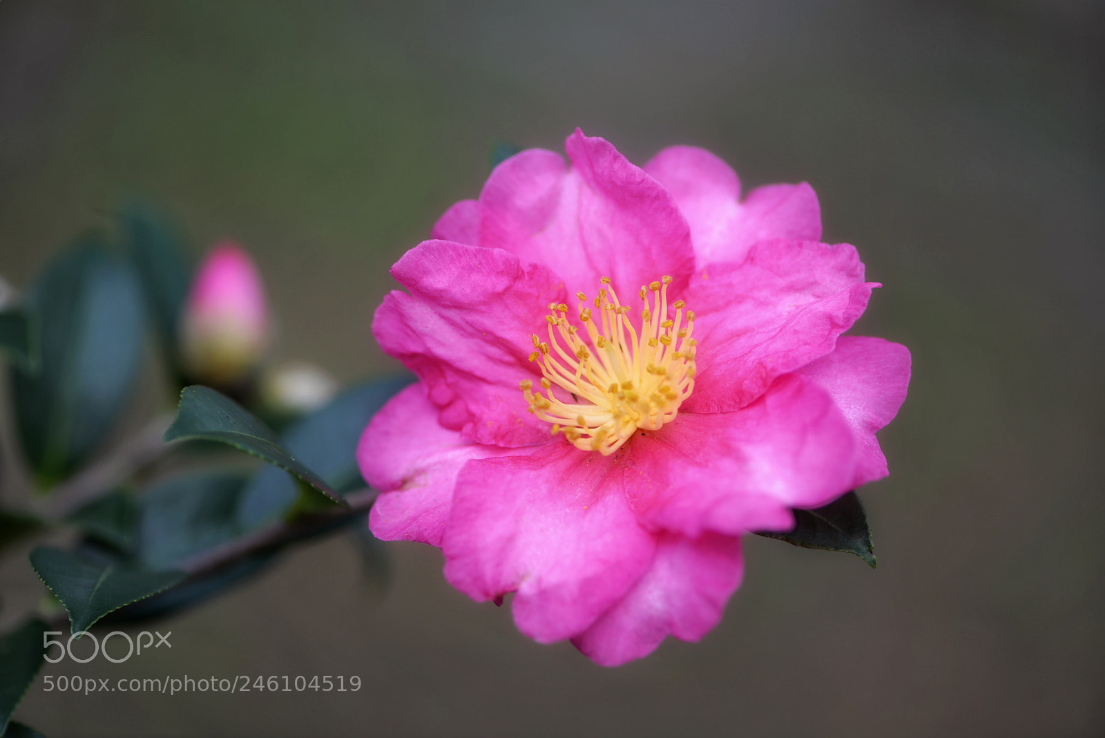 Nikon D610 sample photo. Pink icicle camellia  photography