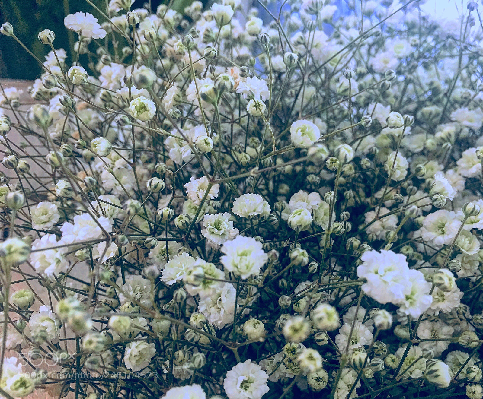 Apple iPhone 6s Plus sample photo. Untitled photography