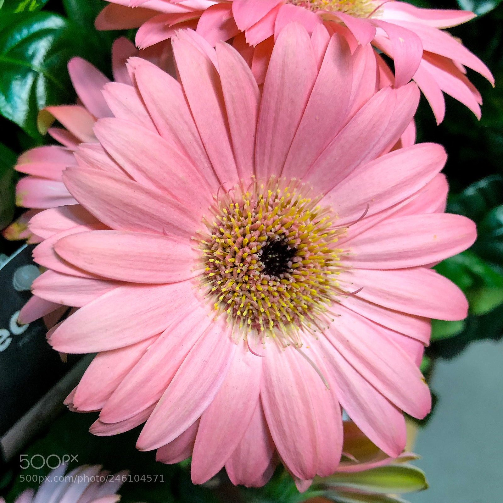 Apple iPhone 8 Plus sample photo. Pink gerbera photography