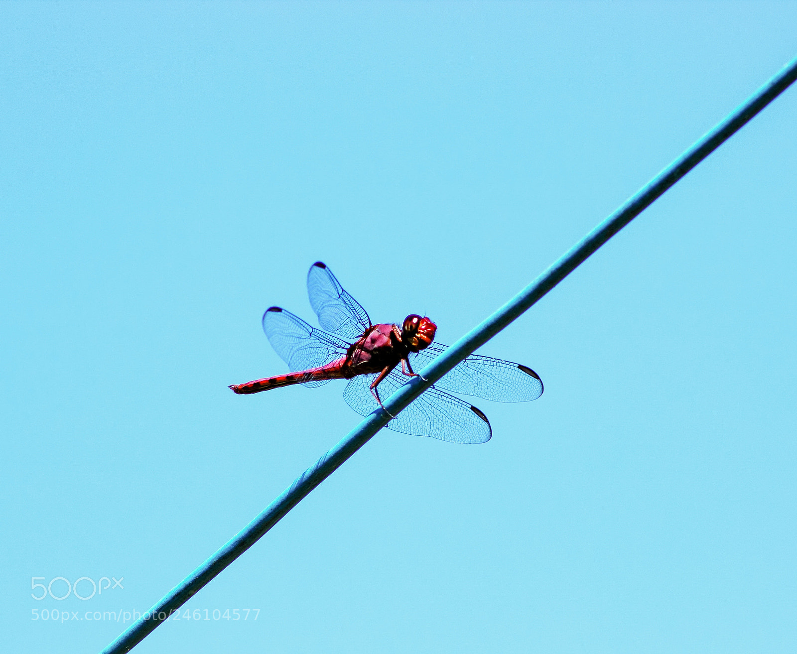 Canon EOS 600D (Rebel EOS T3i / EOS Kiss X5) sample photo. Dragon-fly photography